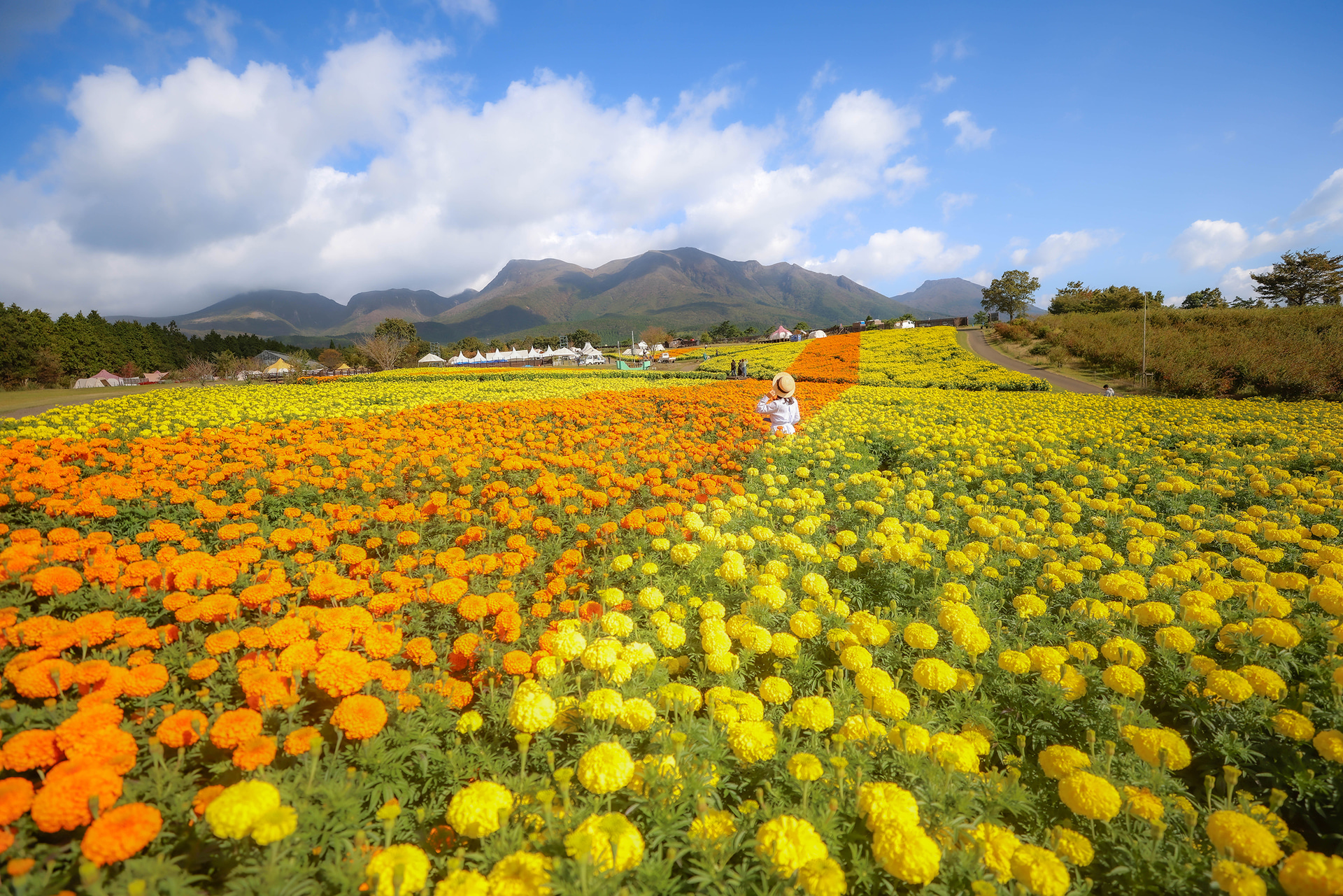 黄金色のマリーゴールド ※2024年「高原の彩り」撮影
