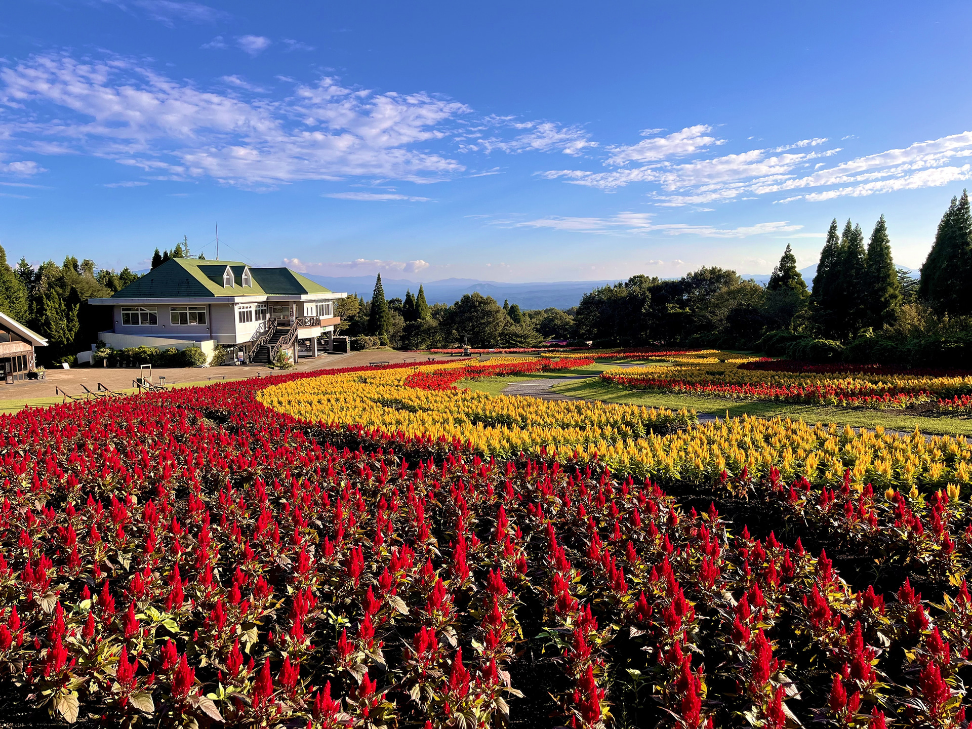 ケイトウ（ブライトスパークス） ※2024年「みはらしの丘」撮影