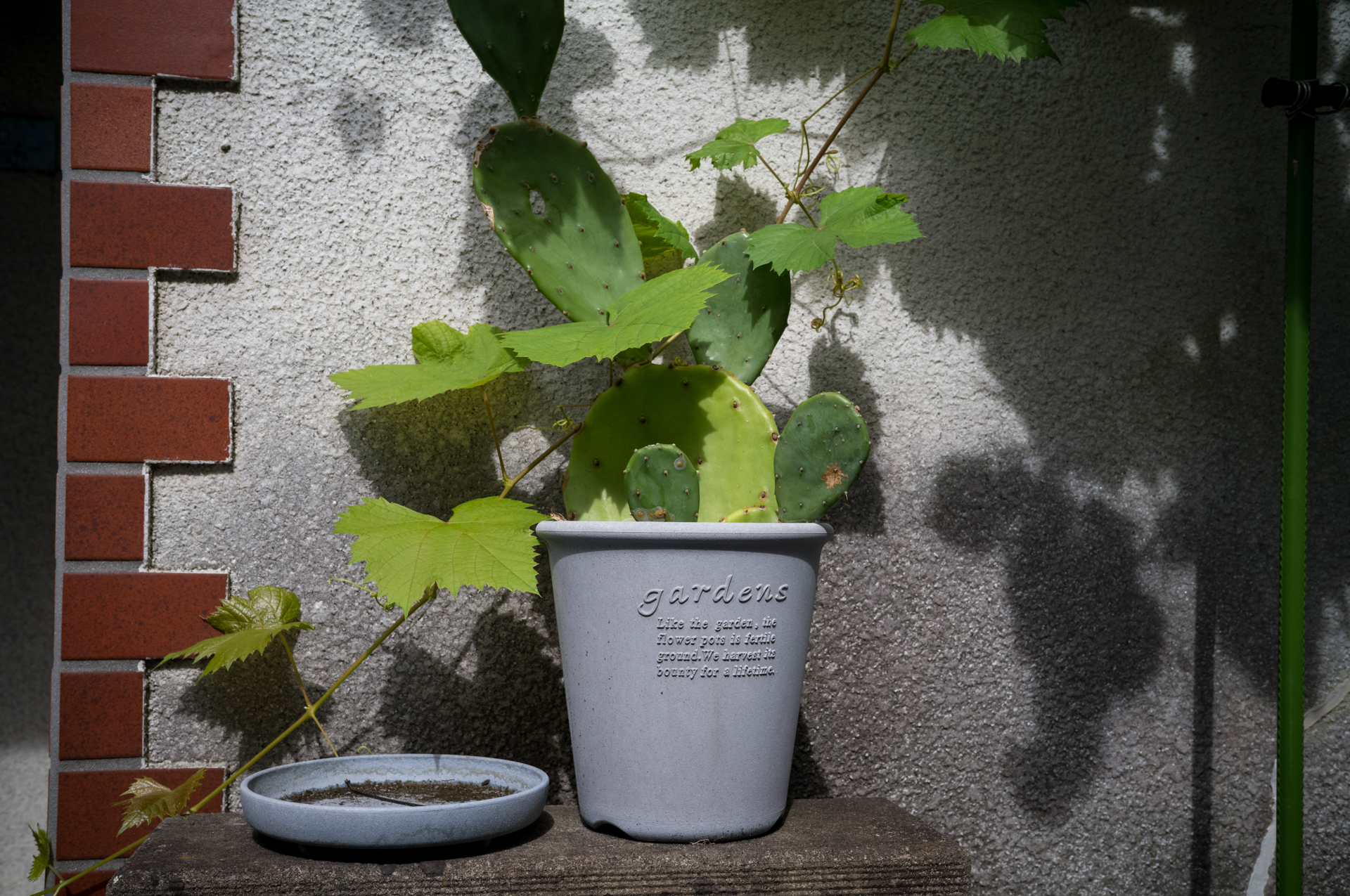 最短撮影距離0.7mでの撮影。きっちりと絞り込んで撮影していることもありますが、撮影距離での性能変化も感じません。<br><span class="fnt-85">ライカM11-P／COLOR-SKOPAR 35mm F3.5 Aspherical VM／35mm／マニュアル露出（1/500秒、F11）／ISO 400</span>