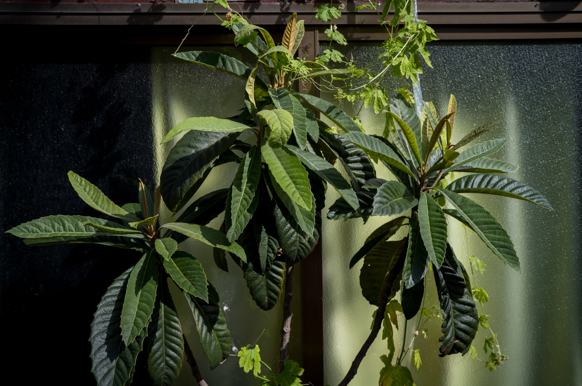 場所のない都会の街でもさまざまな工夫で観葉植物を楽しもうとしているわけですね。緑色の集まりに反応してしまいました。<br><span class="fnt-85">ライカM11-P／COLOR-SKOPAR 35mm F3.5 Aspherical VM／35mm／マニュアル露出（1/750秒、F8）／ISO 400</span>