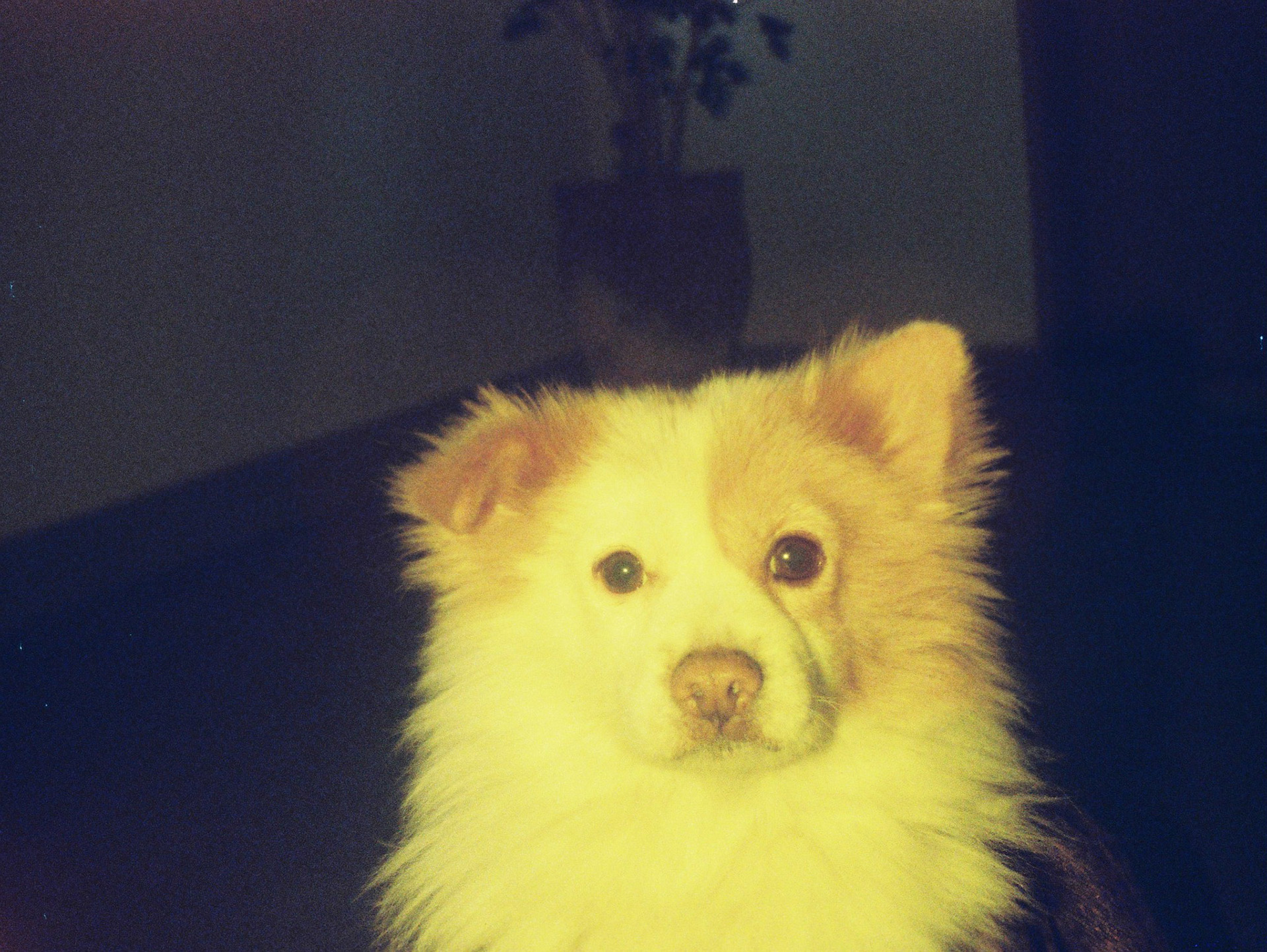 提供：株式会社ロモジャパン