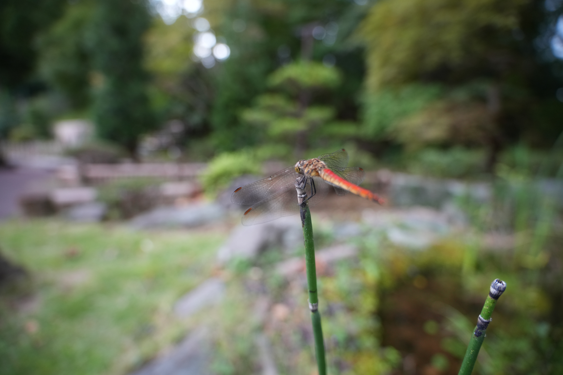 ソニー α7R V／Sigma 20-200mm F3.5-6.3 DG｜Contemporary／20mm／絞り優先AE（1/125秒、F4.0、±0.0EV）／ISO 800