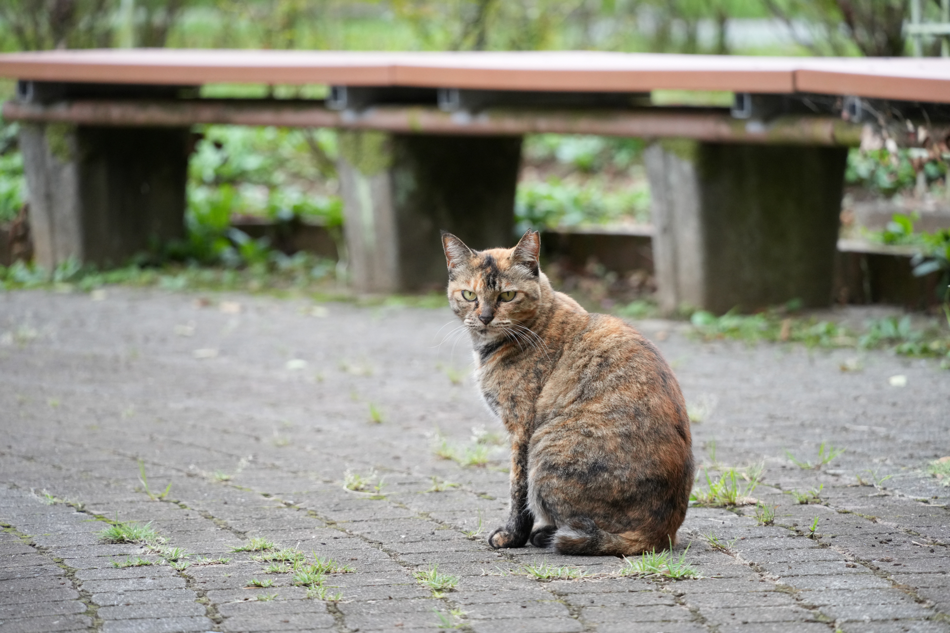 ソニー α7R V／Sigma 20-200mm F3.5-6.3 DG｜Contemporary／200mm／絞り優先AE（1/125秒、F6.3、±0.7EV）／ISO 2500