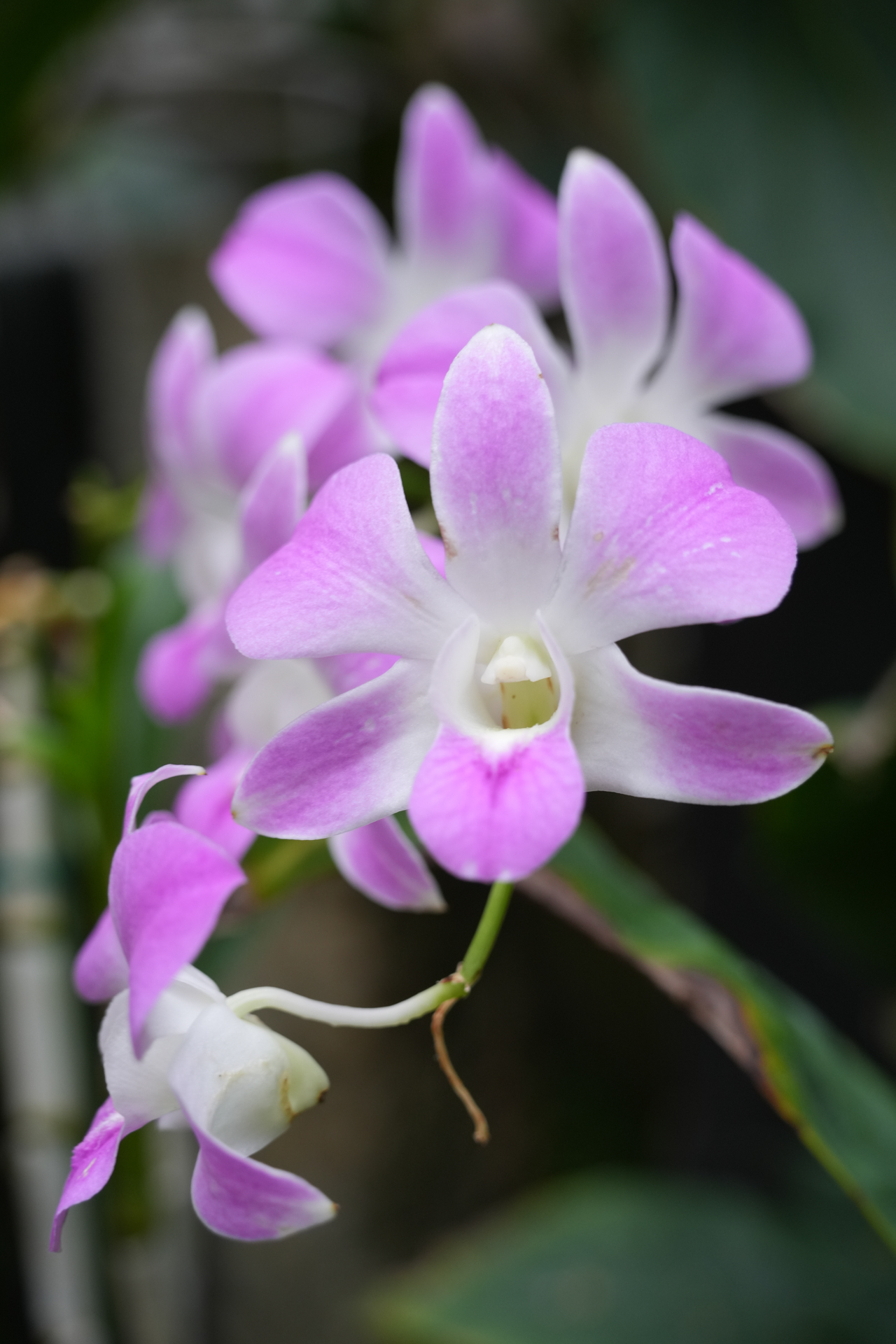 ソニー α7R V／Sigma 20-200mm F3.5-6.3 DG｜Contemporary／51mm／絞り優先AE（1/60秒、F5.6、±0.3EV）／ISO 800