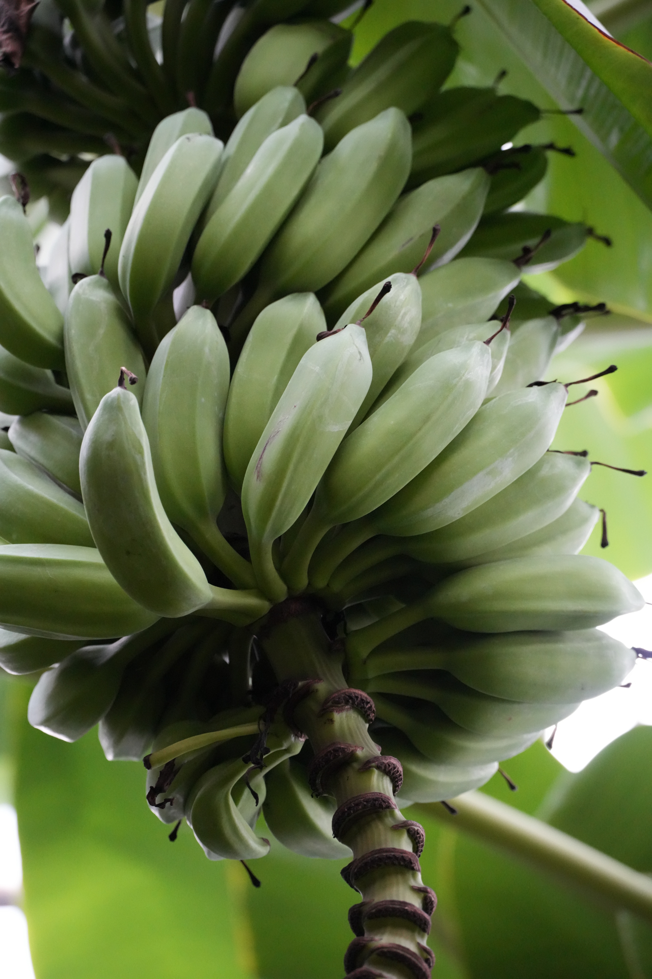 ソニー α7R V／Sigma 20-200mm F3.5-6.3 DG｜Contemporary／123mm／絞り優先AE（1/125秒、F6.3、−0.3EV）／ISO 8000