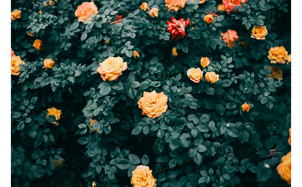 撮影イメージ（提供：E&Iクリエイション株式会社）