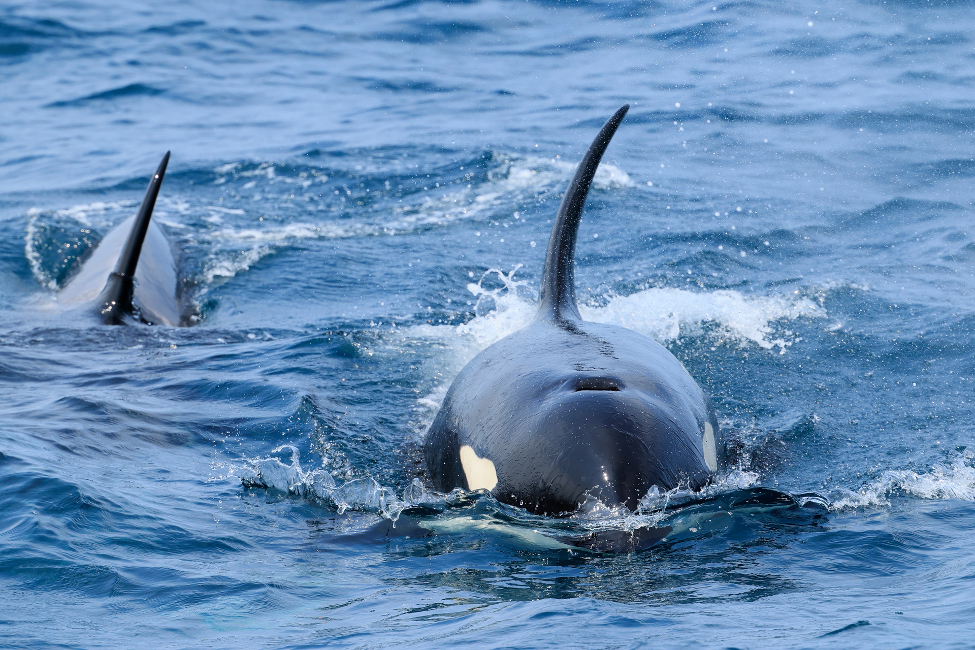 船に向かって真正面からシャチの親子が接近してきた。撥水性と耐摩耗性が極めて高いので波しぶきがかかる船上でも心強い<br><span class="fnt-85">キヤノン EOS R1／RF100-300mm F2.8 L IS USM＋EXTENDER RF2x／600mm／マニュアル露出（F8、1/2,000秒）／ISO 1250／WB：太陽光</span>