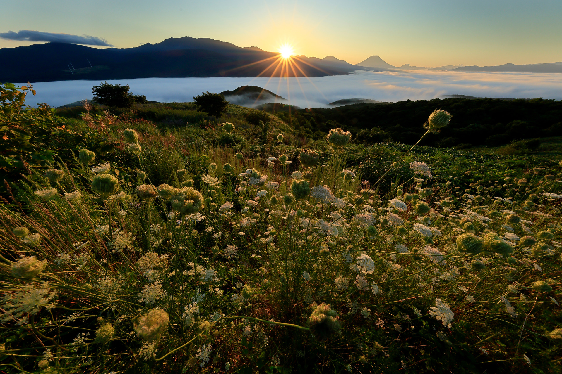 バッグの上部から素早く超広角レンズを取り出し、朝日と光り輝くノラニンジンを撮影した。以前はバッグを置いて撮影することが多かったが、バッグが軽いので背負いながらでもレスポンスは鈍らない<br><span class="fnt-85">キヤノン EOS R5 Mark II／RF10-20mm F4 L IS STM／10mm／絞り優先AE（F16、1/40秒、－2.0EV）／ISO 200／WB：太陽光</span>