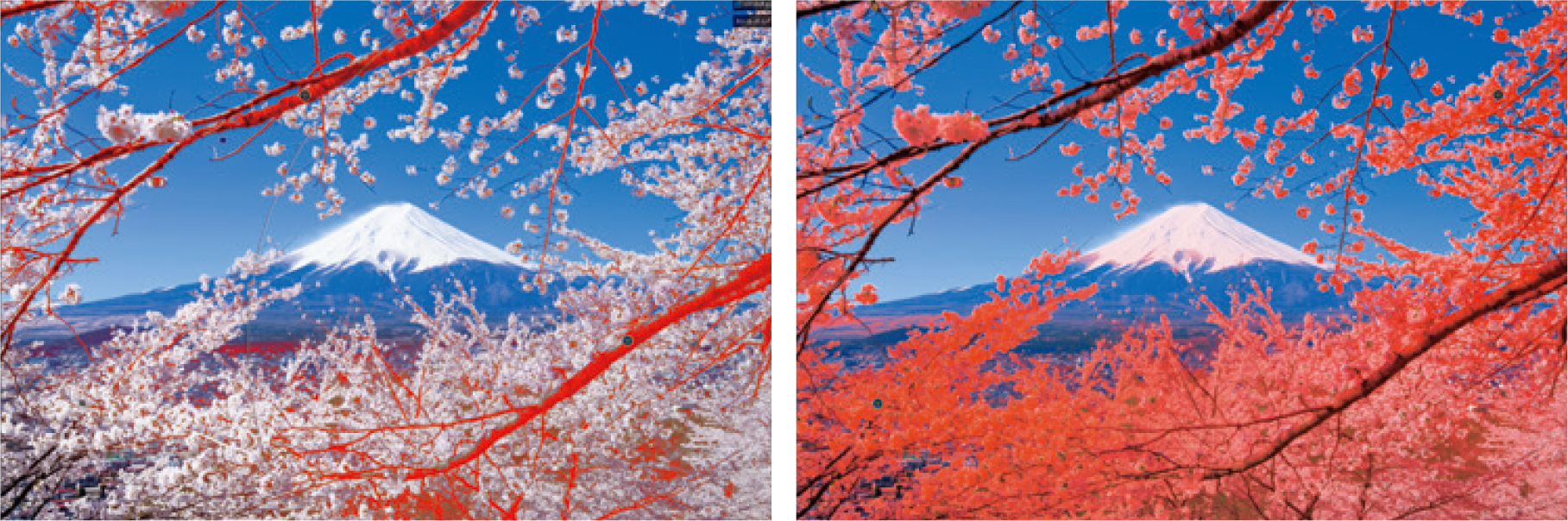 枝の部分は花びらを引き立てるように少し明るく調整した。さらに前景となる桜だけを選択して柔らかく明るさを補正した