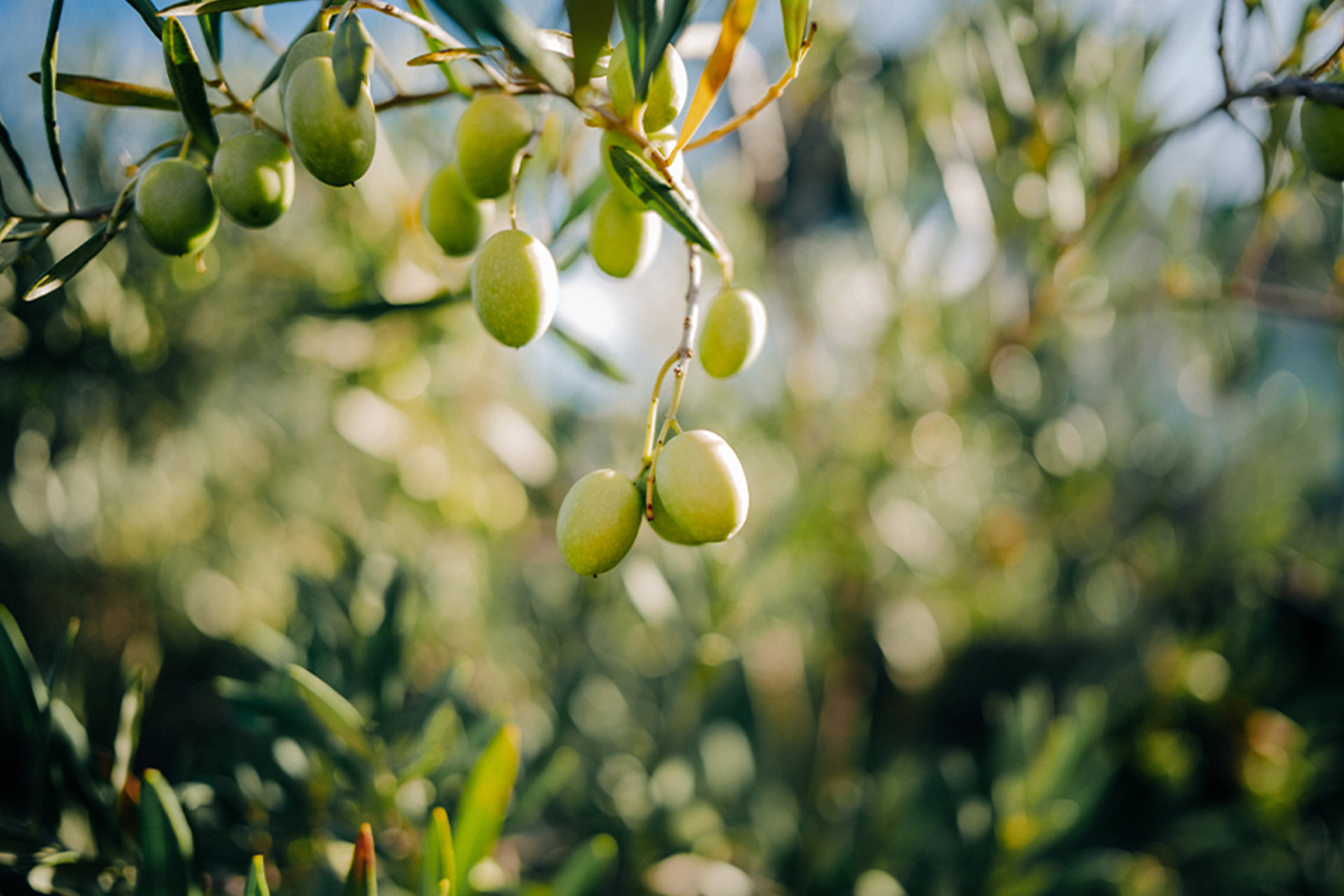 撮影イメージ（提供：焦点工房）