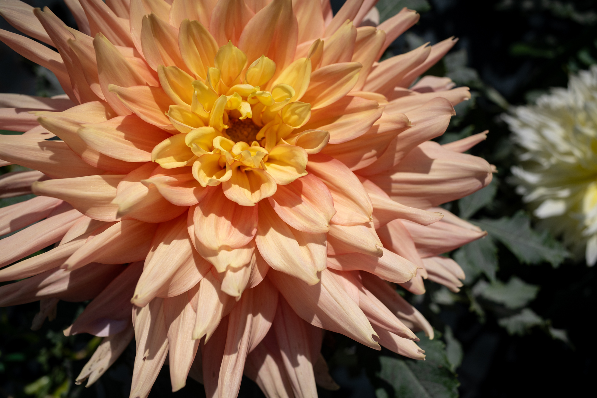 最至近距離撮影したダリア。俯瞰気味に撮影するためLCDをチルトさせて撮影しました。<br><span class="fnt-85">ニコン Z5II／AF NIKKOR 28mm F2.8D（LA-FZ1を使用）／28mm／絞り優先AE（1/4,000秒、F8.0、−0.7EV）／ISO 400</span>