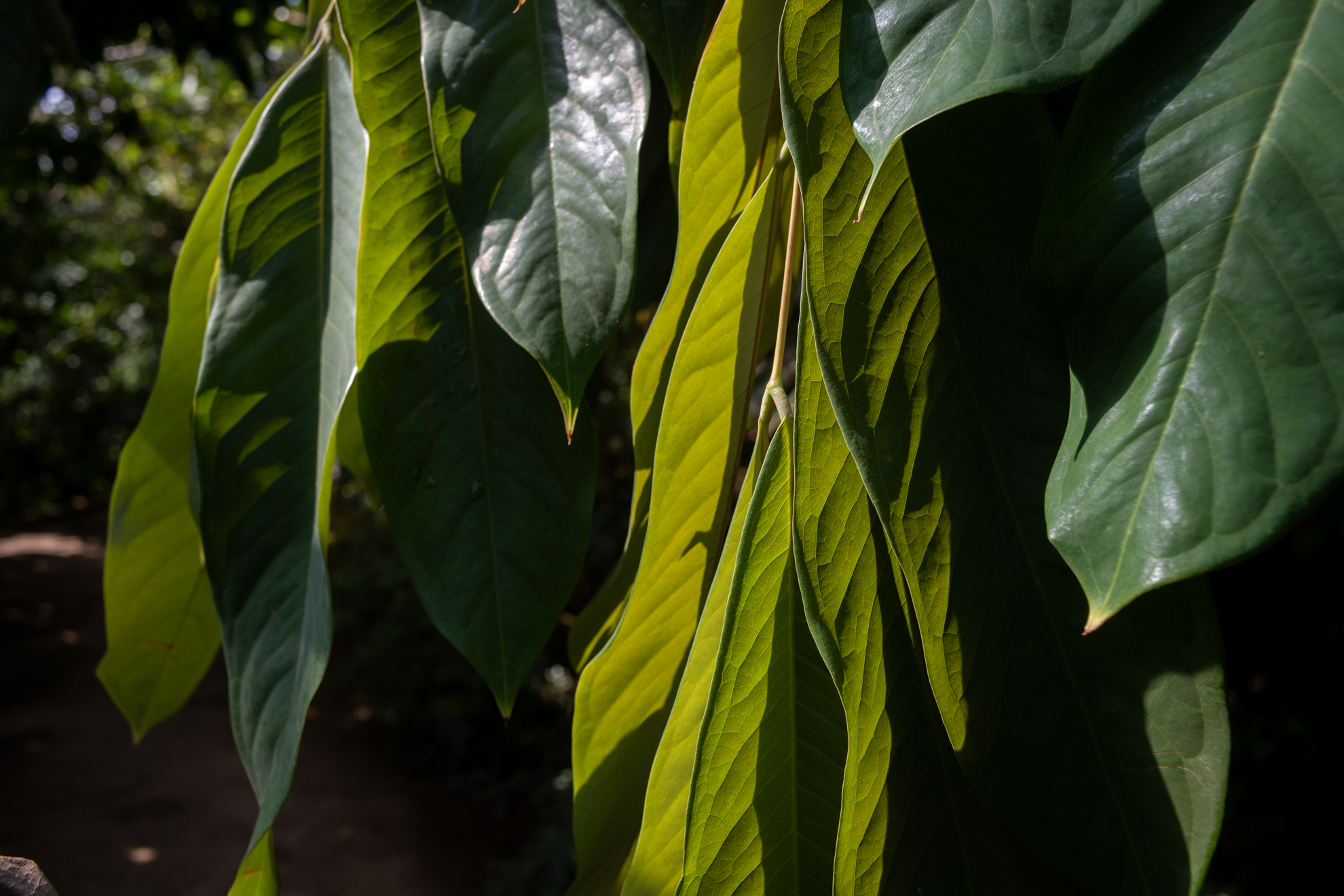 こういうカットで階調が整っていると、レンズとカメラが協力して、うまく像を立ち上げているような印象を持ちます。<br><span class="fnt-85">ニコン Z5II／AF NIKKOR 28mm F2.8D（LA-FZ1を使用）／28mm／絞り優先AE（1/160秒、F8.0、−1EV）／ISO 400</span>