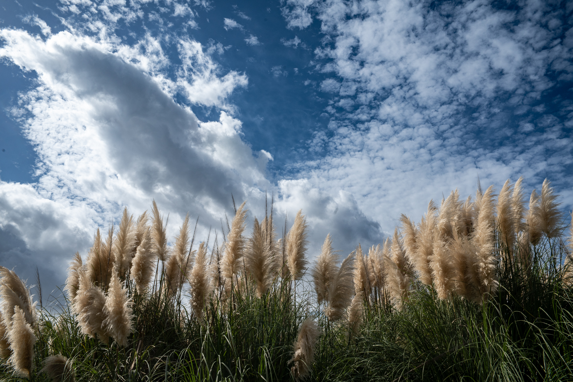 やや距離をとった撮影ですが、なかなか緻密で嬉しくなりますね。ファームアップでの安定動作に期待したいところです。<br><span class="fnt-85">ニコン Z5II／AF NIKKOR 28mm F2.8D（LA-FZ1を使用）／28mm／プログラムAE（1/800秒、F14、−0.7EV）／ISO 200</span>