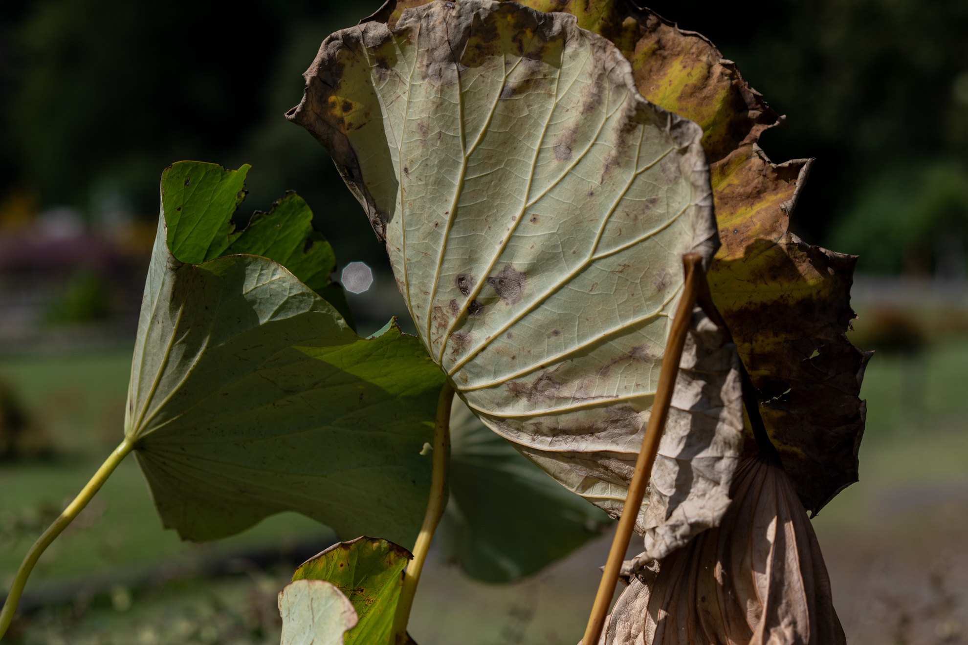 風になびく枯れた蓮の葉。中央にみえる点光源のボケの形が手裏剣みたいでキライですね。<br><span class="fnt-85">ニコン Z5II／AF NIKKOR 85mm F1.8 D（LA-FZ1を使用）／85mm／絞り優先AE（1/6,400秒、F3.2、−0.7EV）／ISO 200</span>
