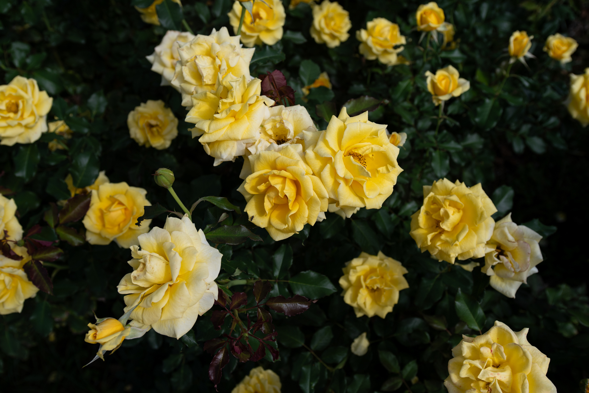 この写真も背面LCDをチルトさせて撮影しています。はた目からみたら、すごくテキトーに撮影しているように見えるでしょうね。<br><span class="fnt-85">ニコン Z5II／AF Zoom NIKKOR 20-35mm F2.8D IF（LA-FZ1を使用）／35mm／絞り優先AE（1/1,000秒、F8.0、−0.7EV）／ISO 200</span>