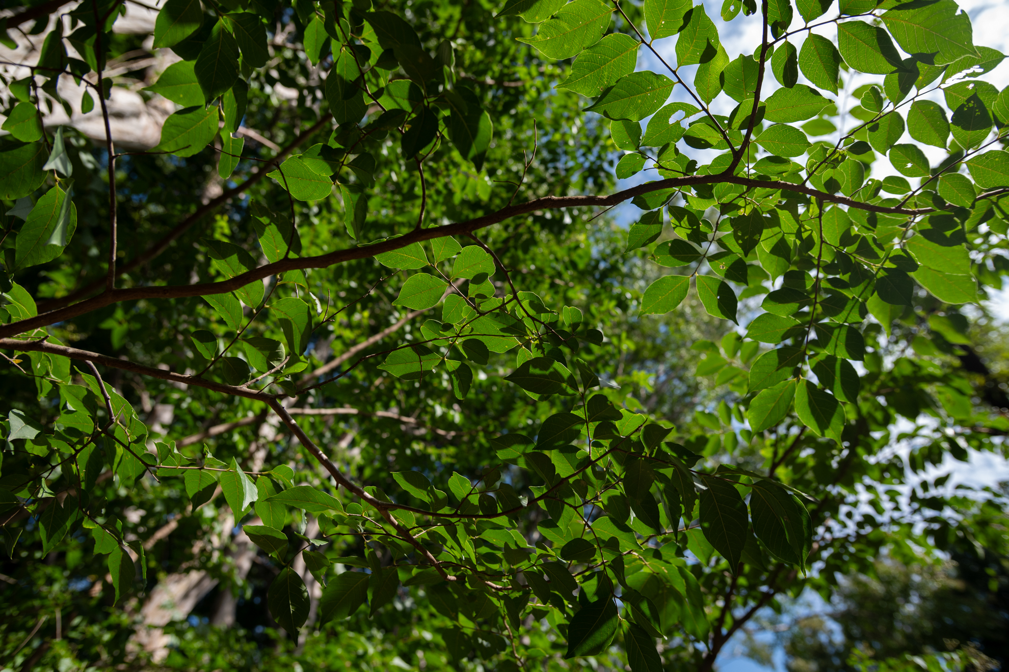 逆光気味にして撮影していますが、この条件では悪くない描写です。<br><span class="fnt-85">ニコン Z5II／AF Zoom NIKKOR 20-35mm F2.8D IF（LA-FZ1を使用）／26mm／絞り優先AE（1/800秒、F8.0、−0.7EV）／ISO 200</span>