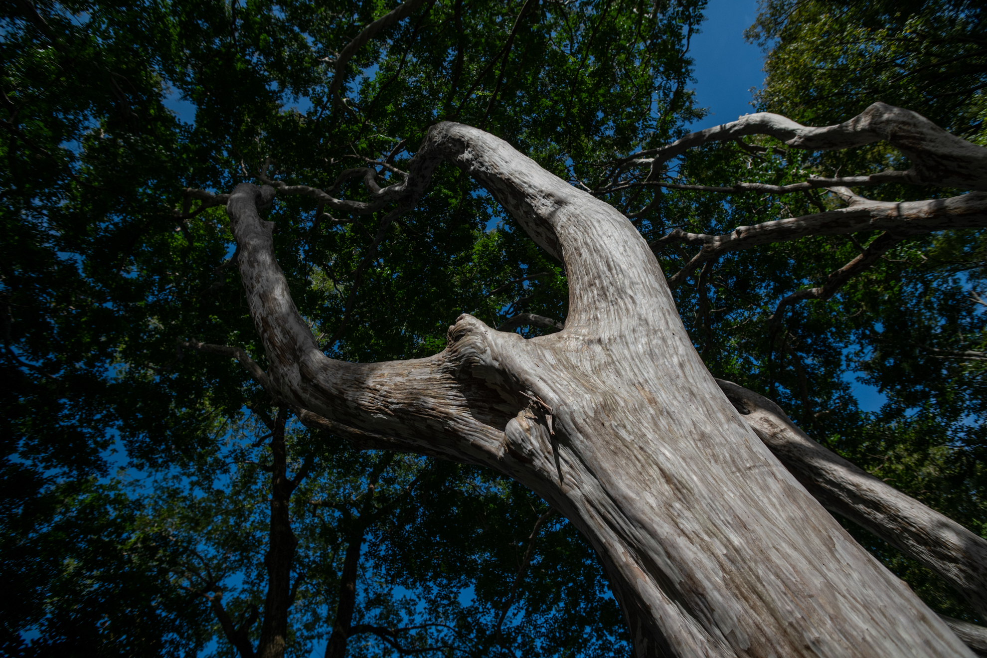 この条件では四隅が流れて見えますね、絞り込んでいるのに。実は筆者はあまり気にしていないんですけど。<br><span class="fnt-85">ニコン Z5II／AF Zoom NIKKOR 20-35mm F2.8D IF（LA-FZ1を使用）／26mm／絞り優先AE（1/2,500秒、F8.0、−2EV）／ISO 200</span>