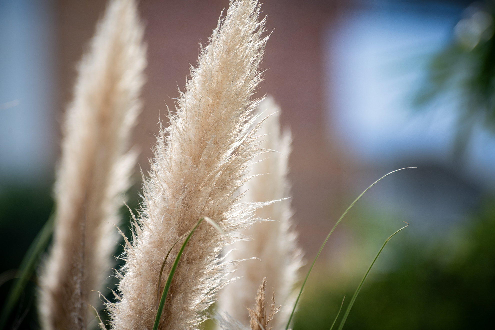 こんな線の細い描写したかなあという第一印象です。フィルムでは印象薄いんですよね。初期のVR内蔵レンズなのですが、この組み合わせではZ5IIのVRの力に頼るしかないですね。<br><span class="fnt-85">ニコン Z5II／AF VR Zoom NIKKOR 80-400mm F4.5-5.6 D ED（LA-FZ1を使用）／400mm／絞り優先AE（1/1,250秒、F6.3、±0.0EV）／ISO 800</span>