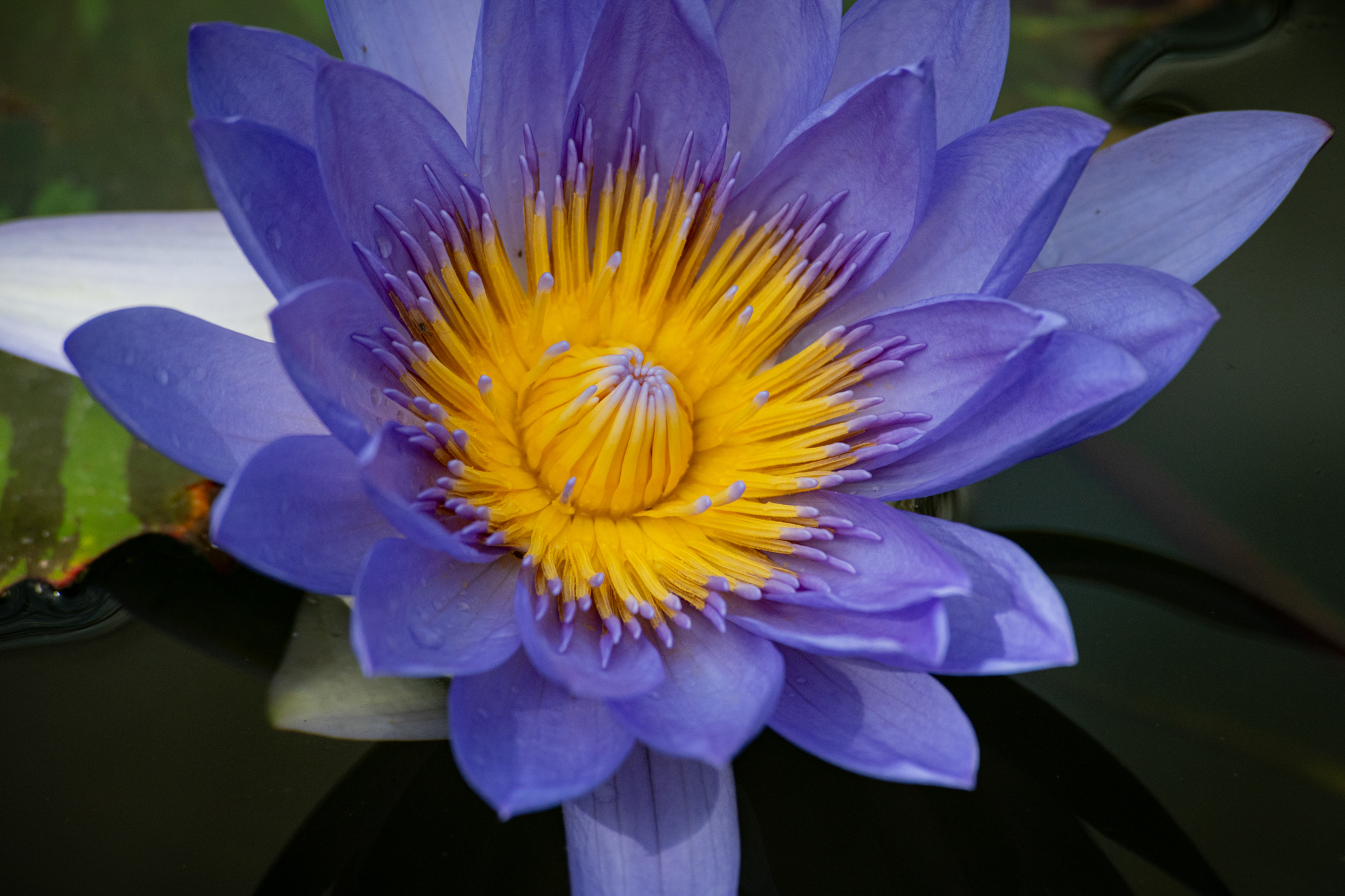 テレ端で、最至近距離撮影です。問題なき描写です。オートエリアでもキチンと求めているところに合焦しました。最新レンズに負けていません。<br><span class="fnt-85">ニコン Z5II／AF VR Zoom NIKKOR 80-400mm F4.5-5.6 D ED（LA-FZ1を使用）／400mm／絞り優先AE（1/1,250秒、F8.0、−1EV）／ISO 1600</span>