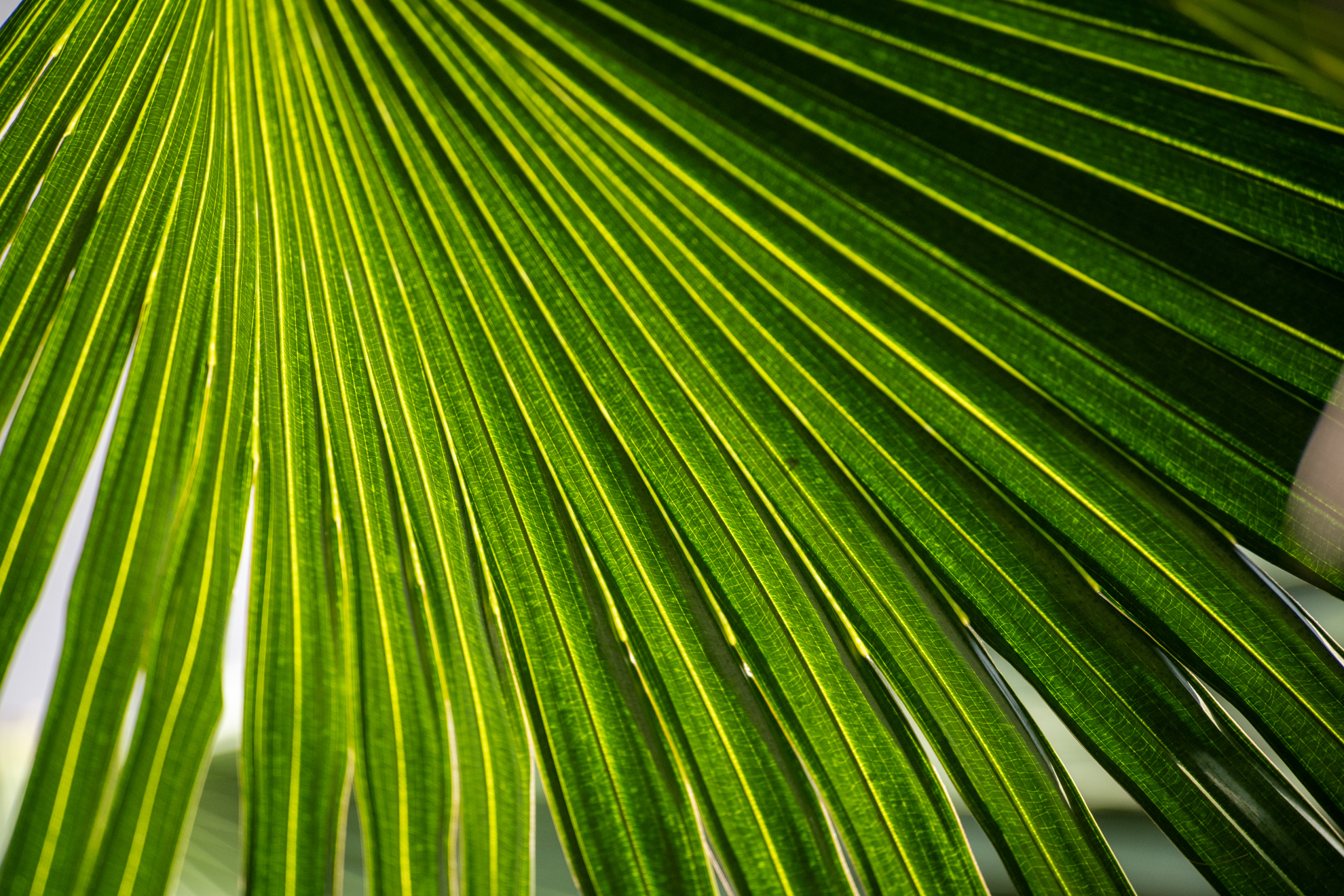 絞りを開いているのに、なかなか線の細い描写をします。コントラストも良好です。<br><span class="fnt-85">ニコン Z5II／AF VR Zoom NIKKOR 80-400mm F4.5-5.6 D ED（LA-FZ1を使用）／300mm／絞り優先AE（1/640秒、F6.3、−1EV）／ISO 1600</span>