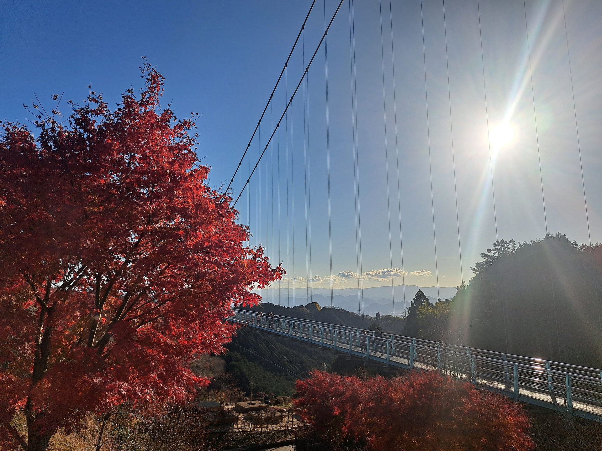 秋晴れの空紅葉（昨年の様子）