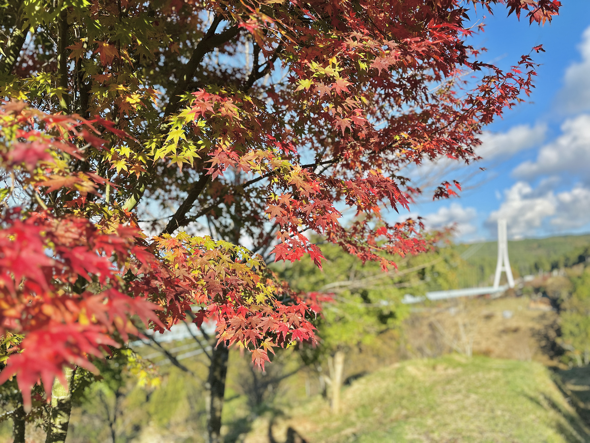 アクティビティ「ロングジップスライド」の体験途中に見られる紅葉（昨年の様子）