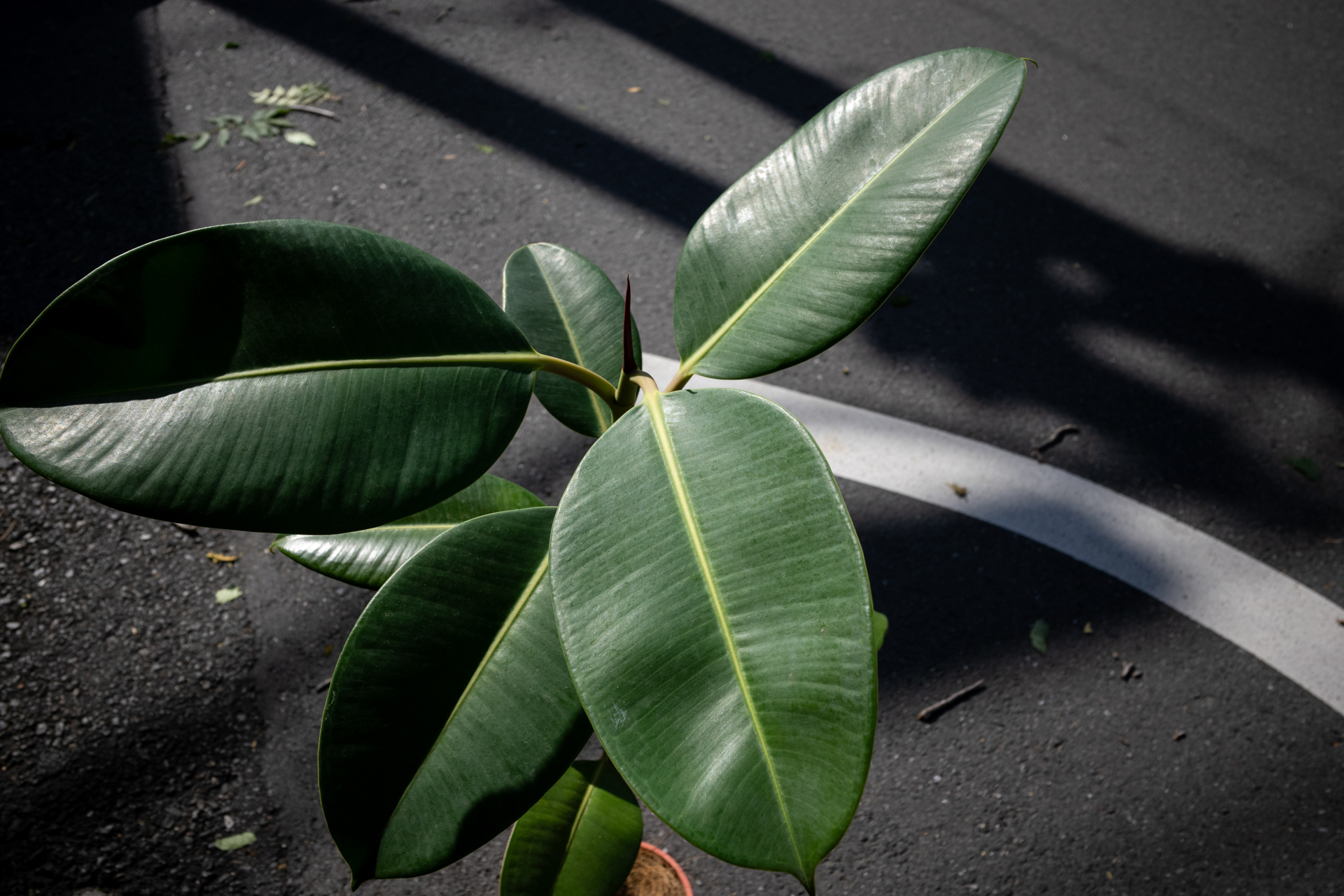 ギンギンにシャープという感じではなくて、質感を重視しているような描写です。まるで被写体の何を表現するかをわかっているような。<br>リコー GR IV／プログラムAE（1/2,000秒、F5.6、−1EV）／ISO 400