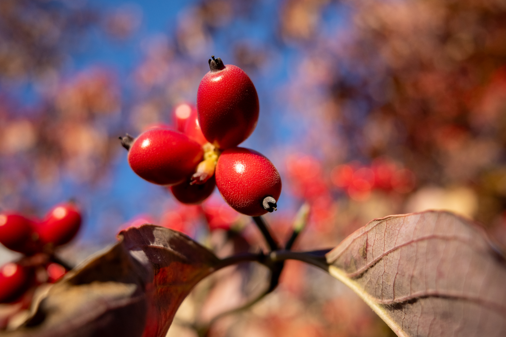 マクロモードに切り替えて撮影してみました。レンズの性能は撮影距離の違いで変わりませんね、優秀なレンズです。<br>リコー GR IV／絞り優先AE（1/640秒、F4.5、−0.7EV）／ISO 400／マクロモード