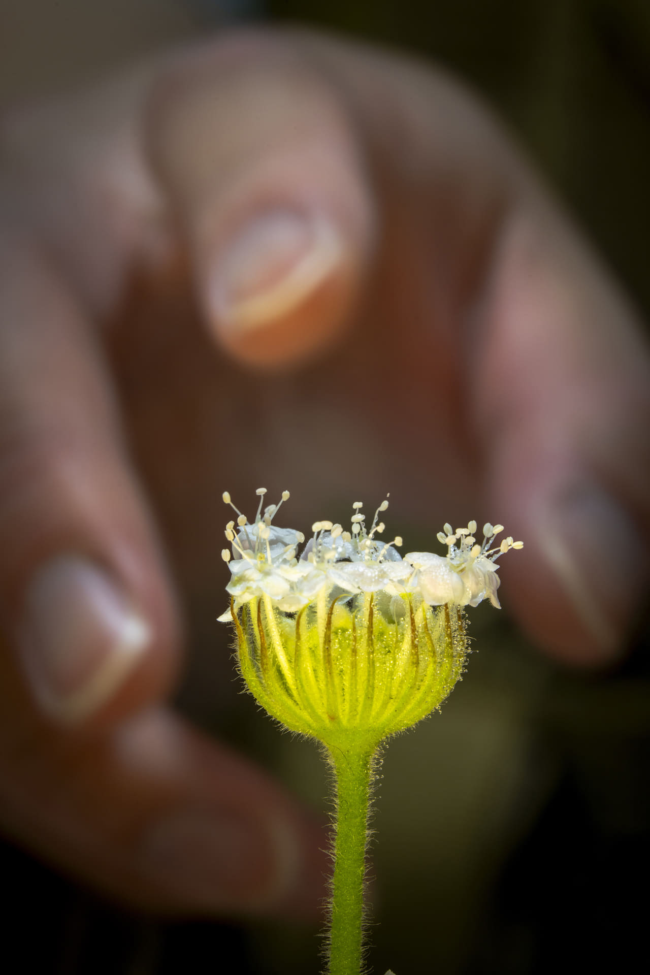 提供：株式会社サイトロンジャパン