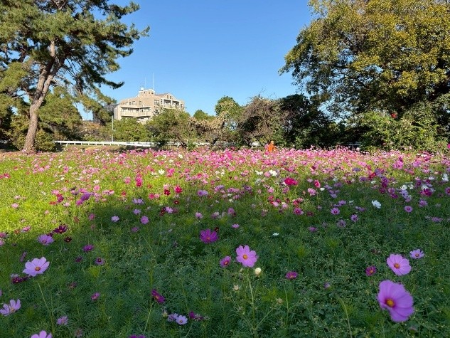 コスモス園（10月29日時点）