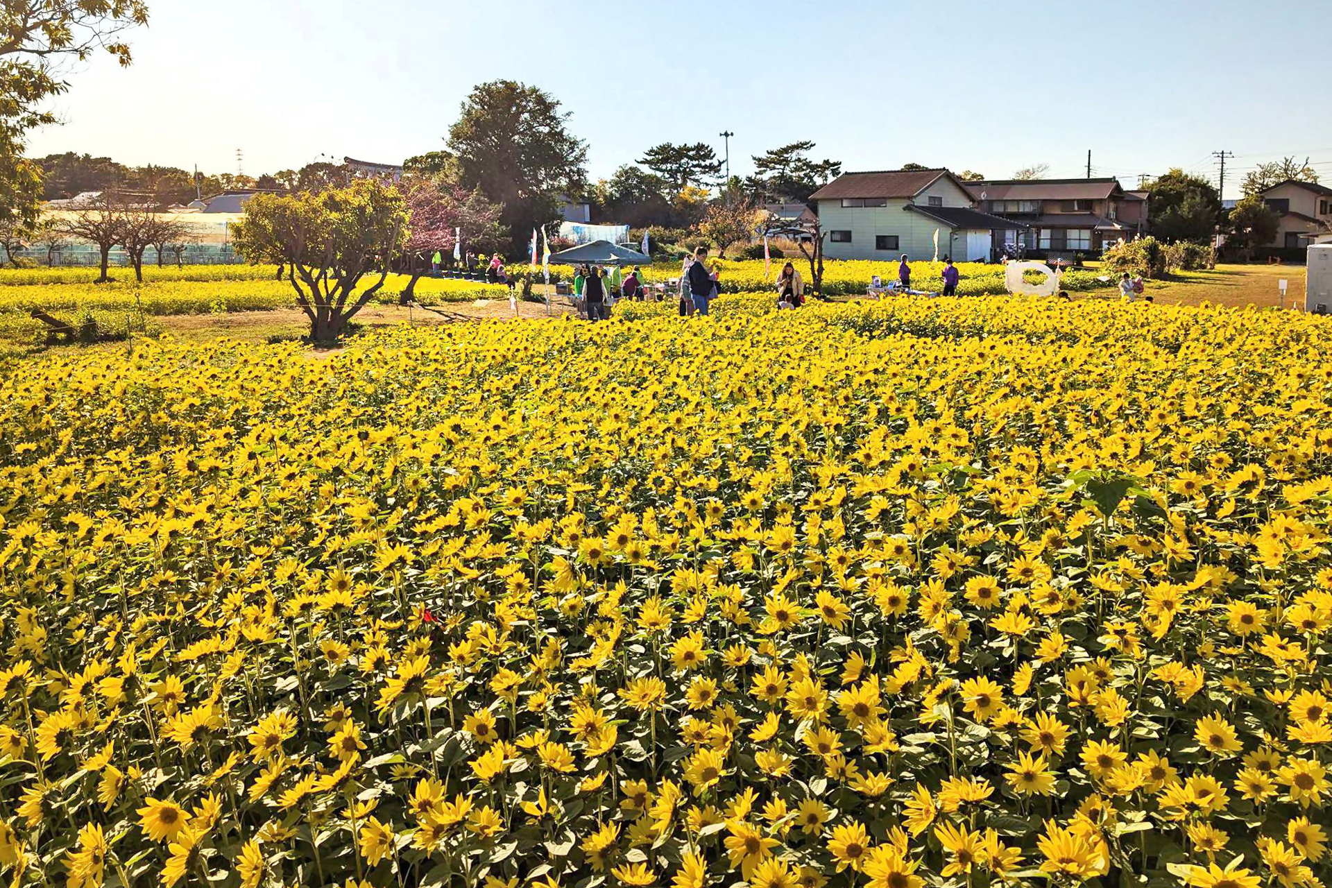 さむかわひまわり畑