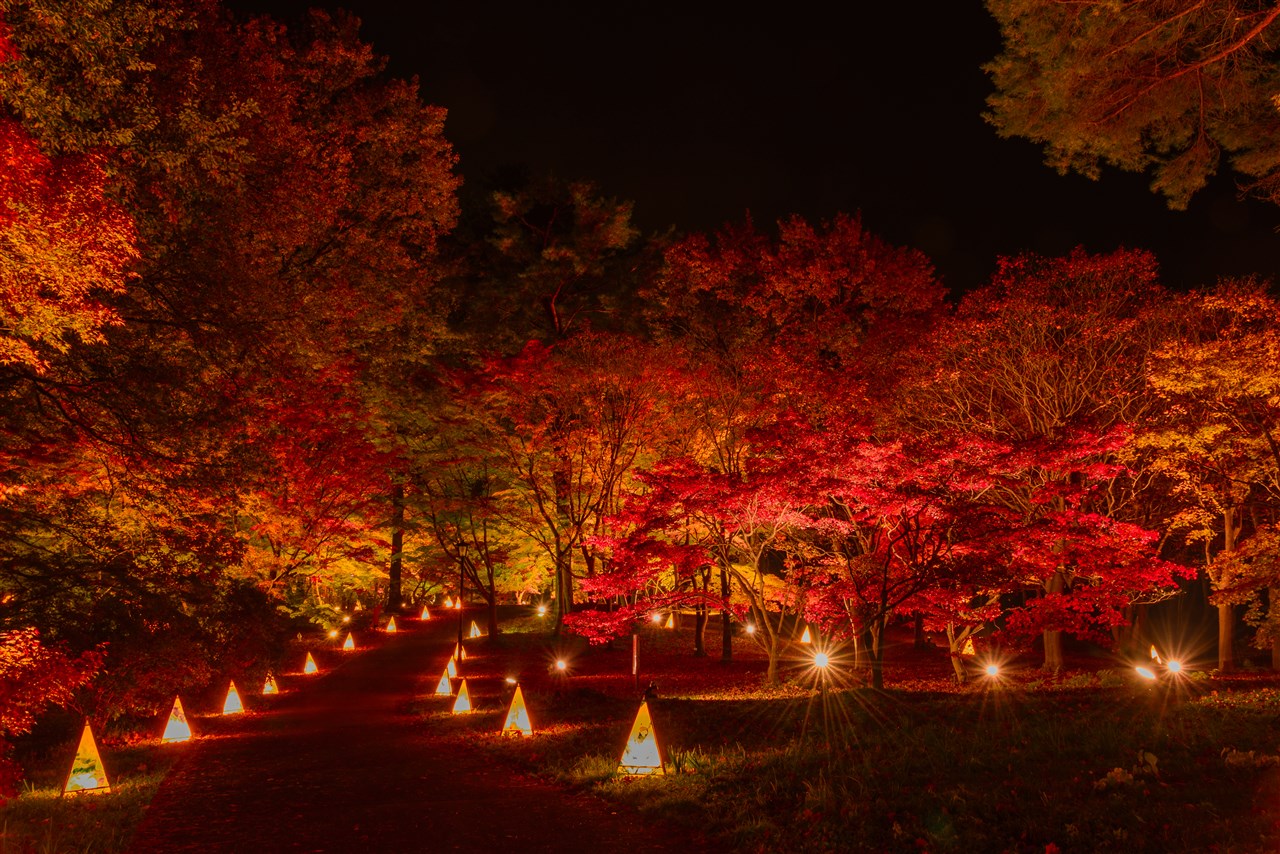 紅葉見ナイト過去開催の様子