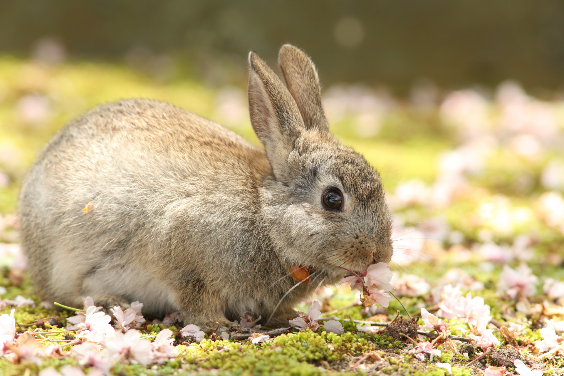 <span class="fnt-85">キヤノン EOS-1D X／EF300mm F4L IS USM＋EF1.4×II／420mm／絞り優先AE（F8、1/400秒、＋0.7EV）／ISO 800／WB：曇り</span>