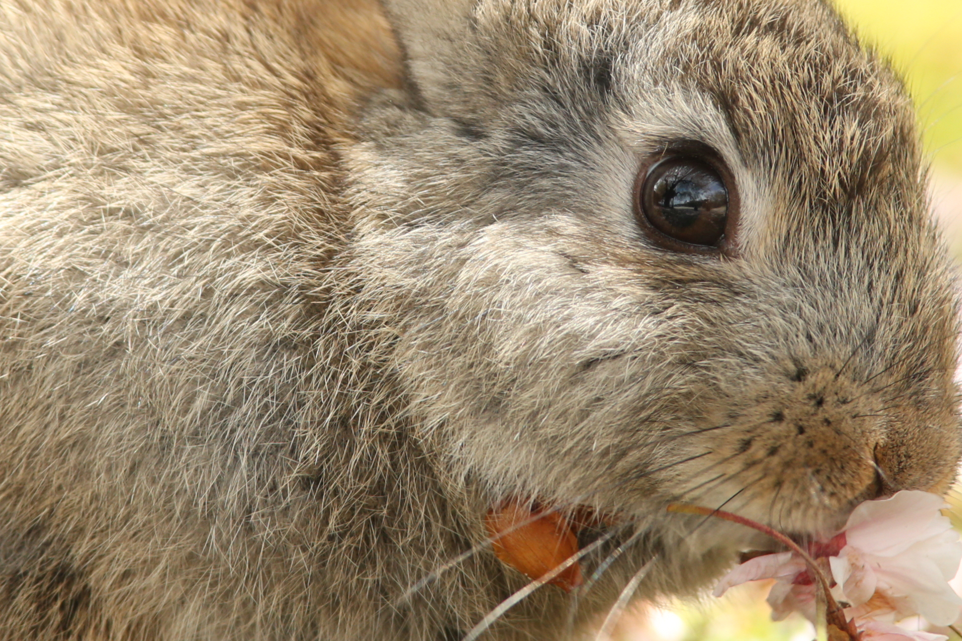 アップスケーリングにより画素数が縦2倍、横2倍、面積が4倍にアップする（写真をクリックするとオリジナルの解像度で拡大画像が表示されます）