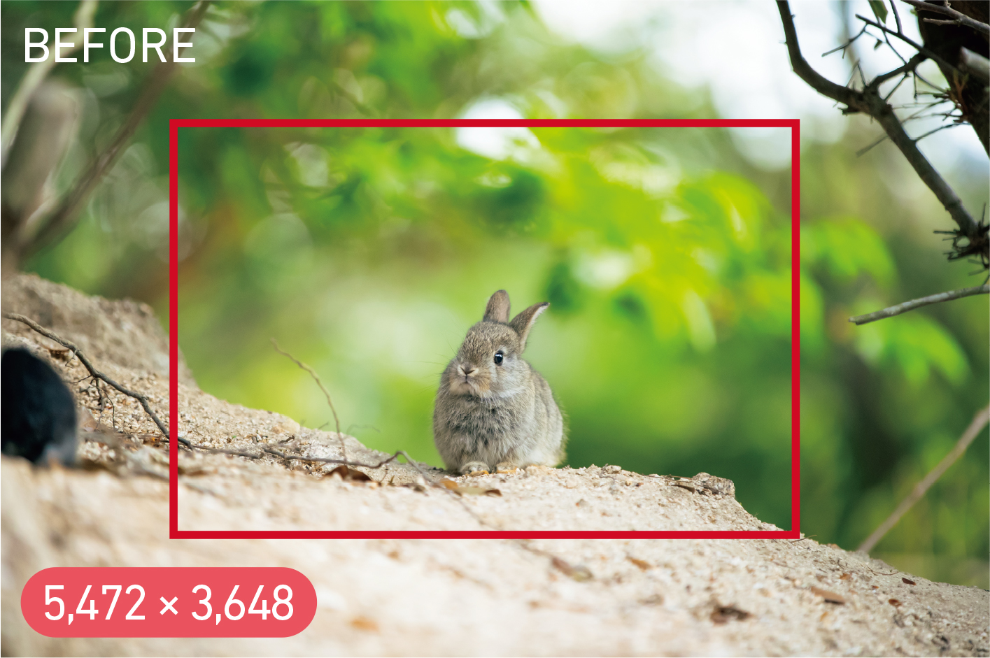 <span class="fnt-85">キヤノン EOS-1D X Mark II／EF70-200mm F2.8L IS II USM／200mm／絞り優先AE（F2.8、1/320秒、＋0.3EV）／ISO 1600／WB：太陽光</span>