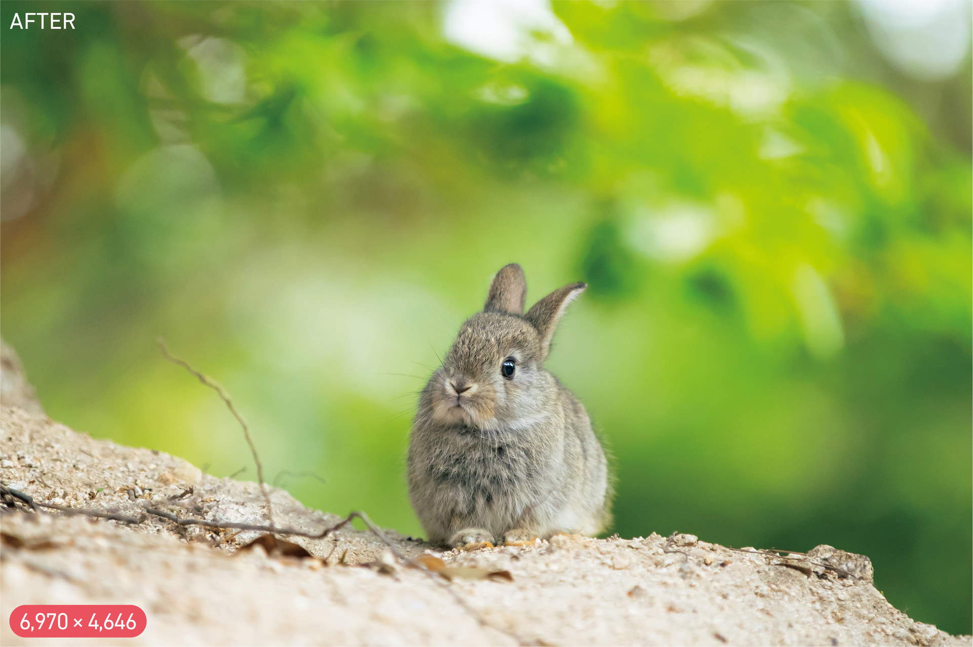 右側の濃い枝がなくなり、視線がウサギに集中できるようになった