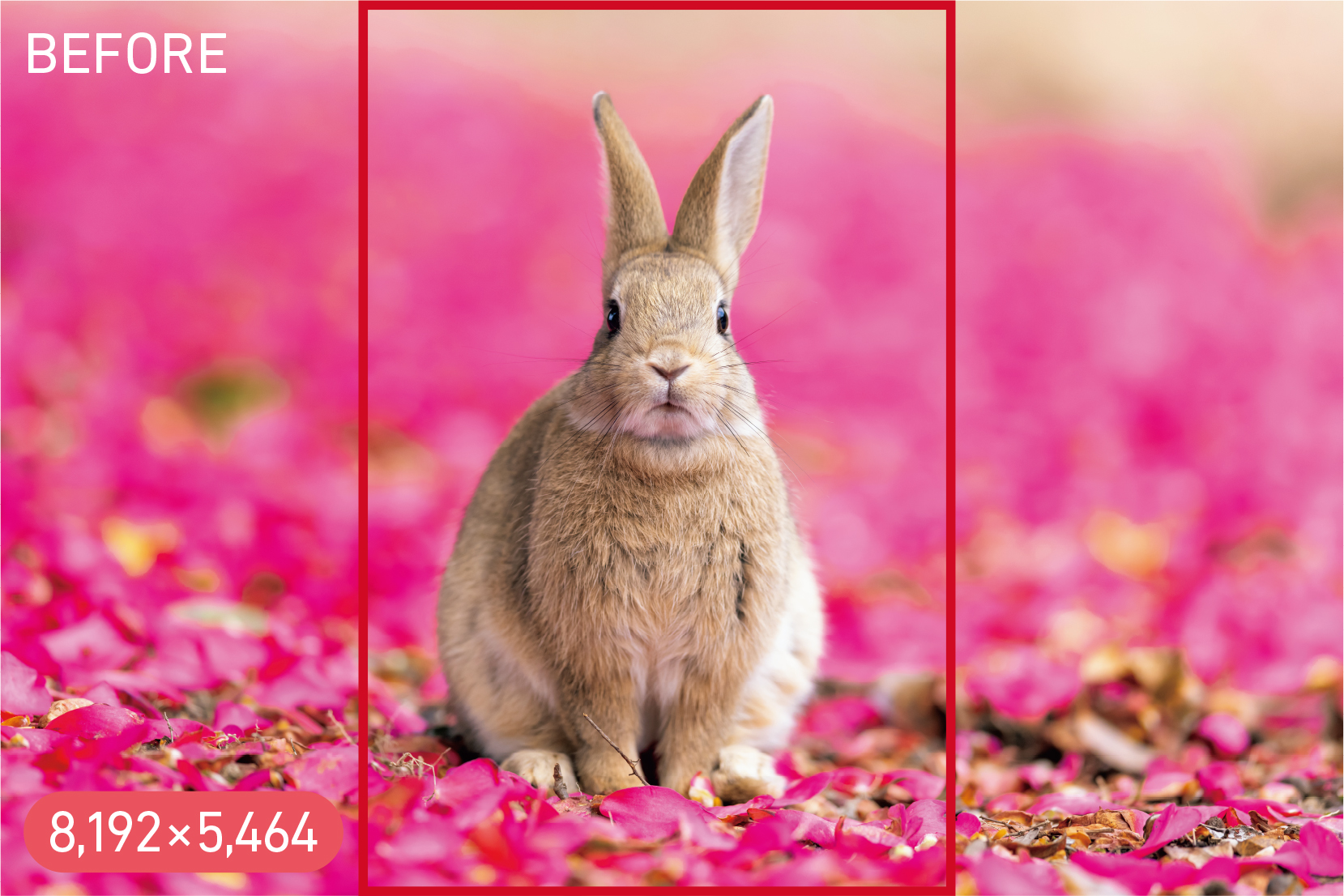 <span class="fnt-85">キヤノン EOS R5／EF400mm F2.8L IS II USM／400mm／絞り優先AE（F3.5、1/1,250秒、＋0.7EV）／ISO 800／WB：太陽光</span>