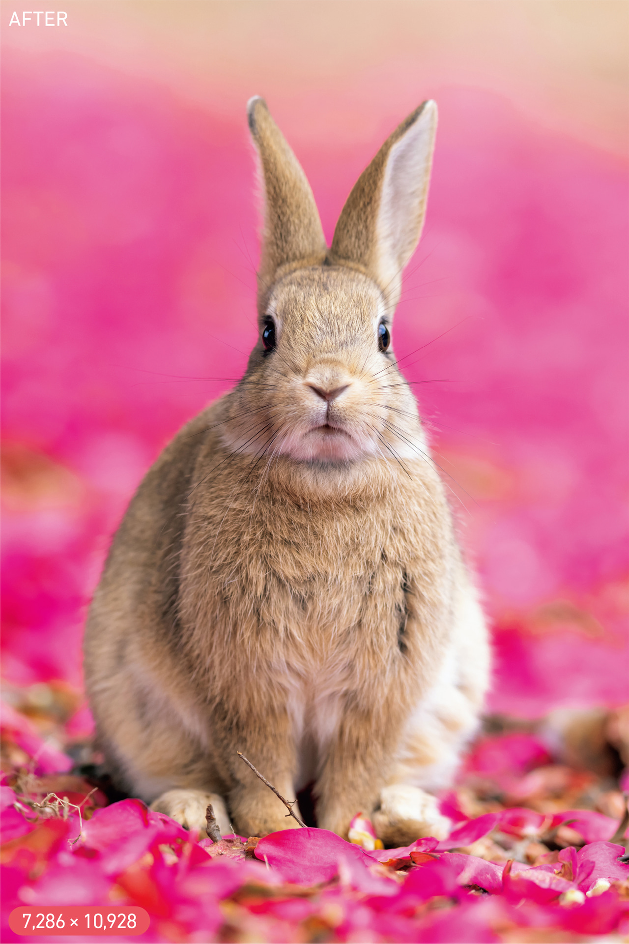 トリミングしても元画像を超える画素数が得られる