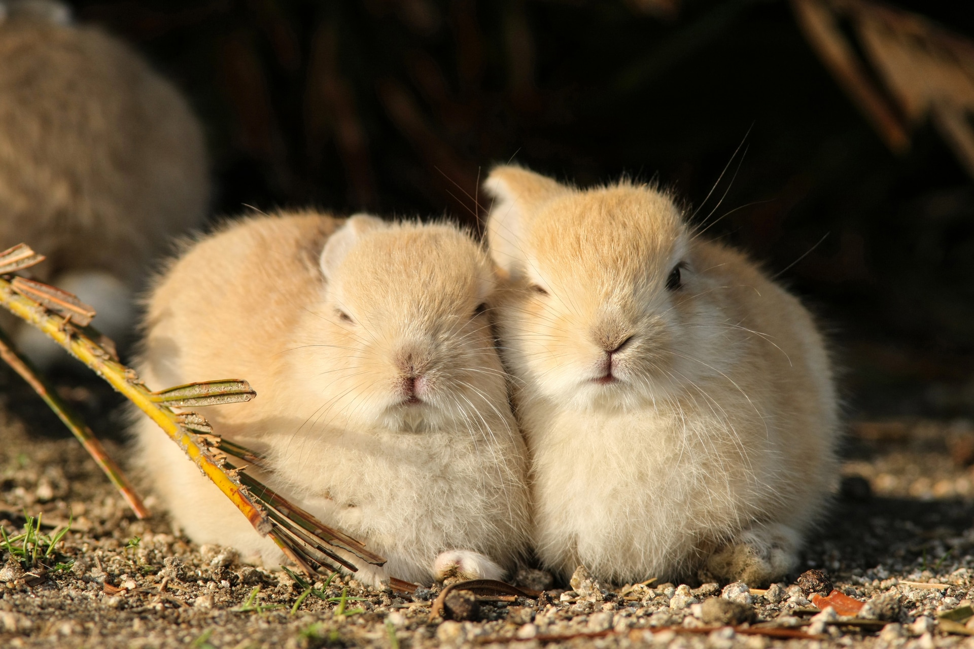 <span class="fnt-85">キヤノン EOS-1D Mark III／EF300mm F4L IS USM＋EF1.4×／420mm／絞り優先AE（F8、1/800秒、－0.3EV）／ISO 400／WB：太陽光</span>