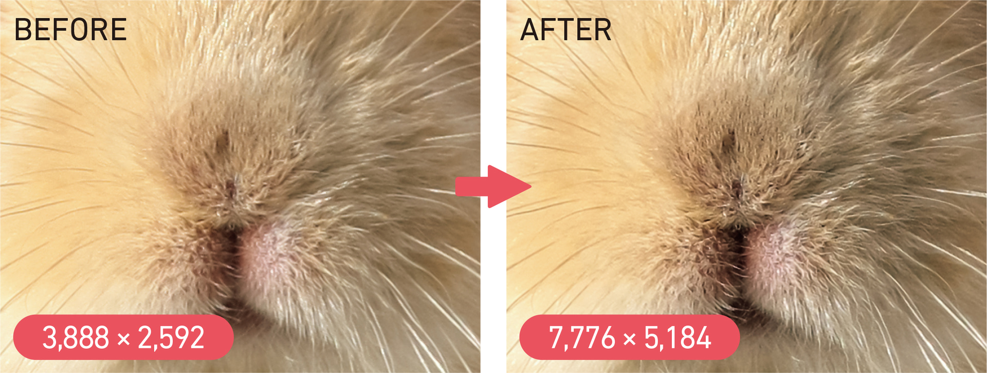 細かい毛のディテールがはっきりとした