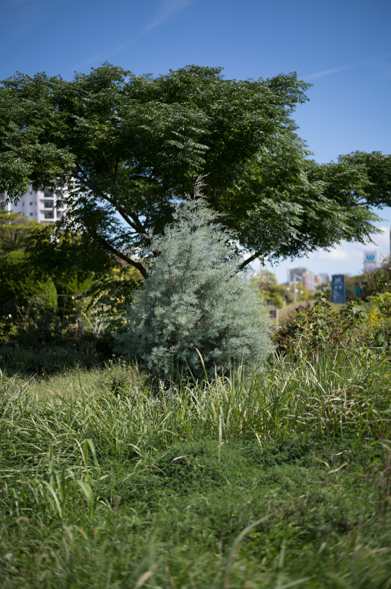 晴れた日のグリーンの自然な発色はライカMレンズならではであり、大好きだ。被写界深度を浅くしてEVF越しに世界を見るという行為は、毎日見慣れている景色が実は驚きに満ちているということを教えてくれる<br><span class="fnt-85">ライカM EV1／ライカ ズミルックスM f1.4/50mm ASPH.／50mm／絞り優先AE（F2、1/6,400秒、±0EV）／ISO 160／WB：オート</span>