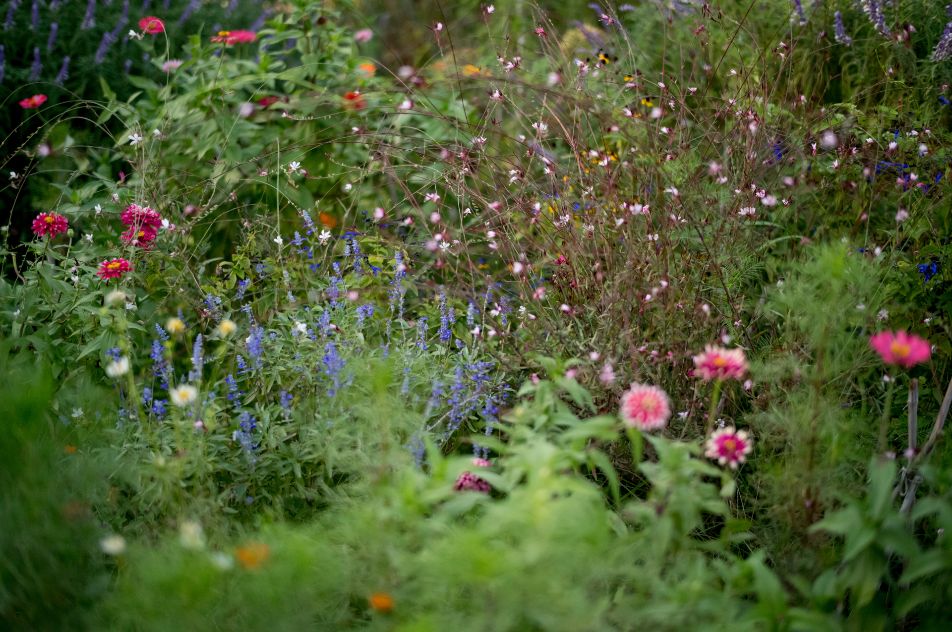 公民館の小さな花壇。細やかではかないものを映像化できるのがライカMシステムの魅力だと思う。EVFをのぞきながらピントを合わせるポイントを探すこと自体が小さな旅のようだ<br><span class="fnt-85">ライカM EV1／ライカ ズミルックスM f1.4/50mm ASPH.／50mm／絞り優先AE（F2、1/16,000秒、±0EV）／ISO 3200／WB：オート</span>