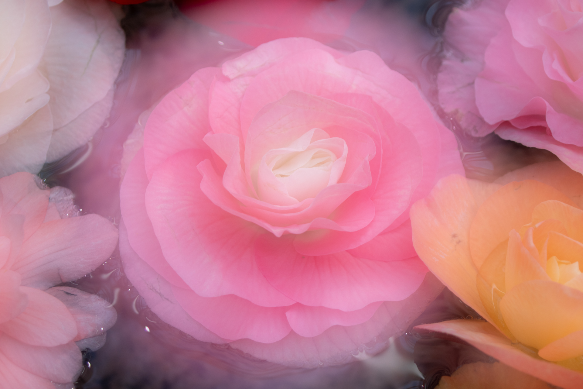 K-3 Mark IIIの多重露光機能を使用して遊んでみます。非常にバランスよい露出になることもいいと思います。こうしたお遊び写真も気軽に楽しめます。<br><span class="fnt-85">PENTAX K-3 Mark III／smc PENTAX-FA J28-80mmF3.5-5.6AL／80mm（123mm相当）／絞り優先AE（1/125秒、F6.3、±0.0EV）／ISO 400</span>