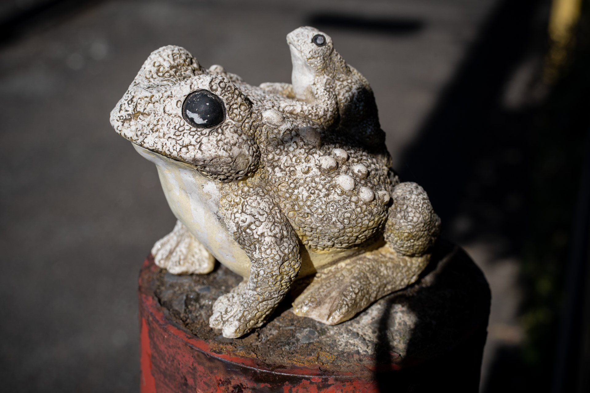 デザインは昔の水筒のキャップみたいで安っぽい古いAFマクロレンズを使用していますが、まったく問題ない写りをします。<br><span class="fnt-85">PENTAX K-1 Mark II／smc PENTAX-F MACRO 50mmF2.8／50mm／絞り優先AE（1/640秒、F10、−1EV）／ISO 400</span>