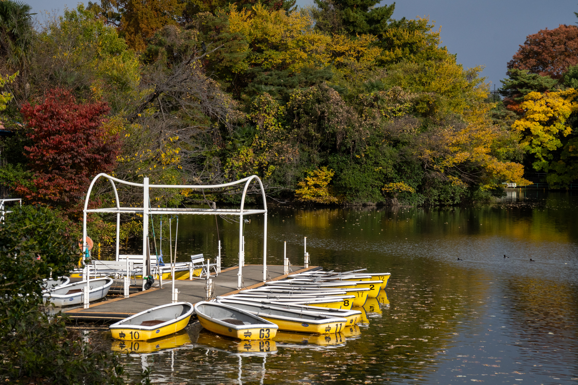 秋の公園。都会のさほど大きくない公園においても季節感は味わえるわけです。なかなか緻密な描写で心地いいですね。<br><span class="fnt-85">PENTAX K-3 Mark III／smc PENTAX-FA 24-90mm F3.5-4.5 AL[IF]／63mm（97mm相当）／絞り優先AE（1/1,600秒、F8.0、−1.7EV）／ISO 400</span>