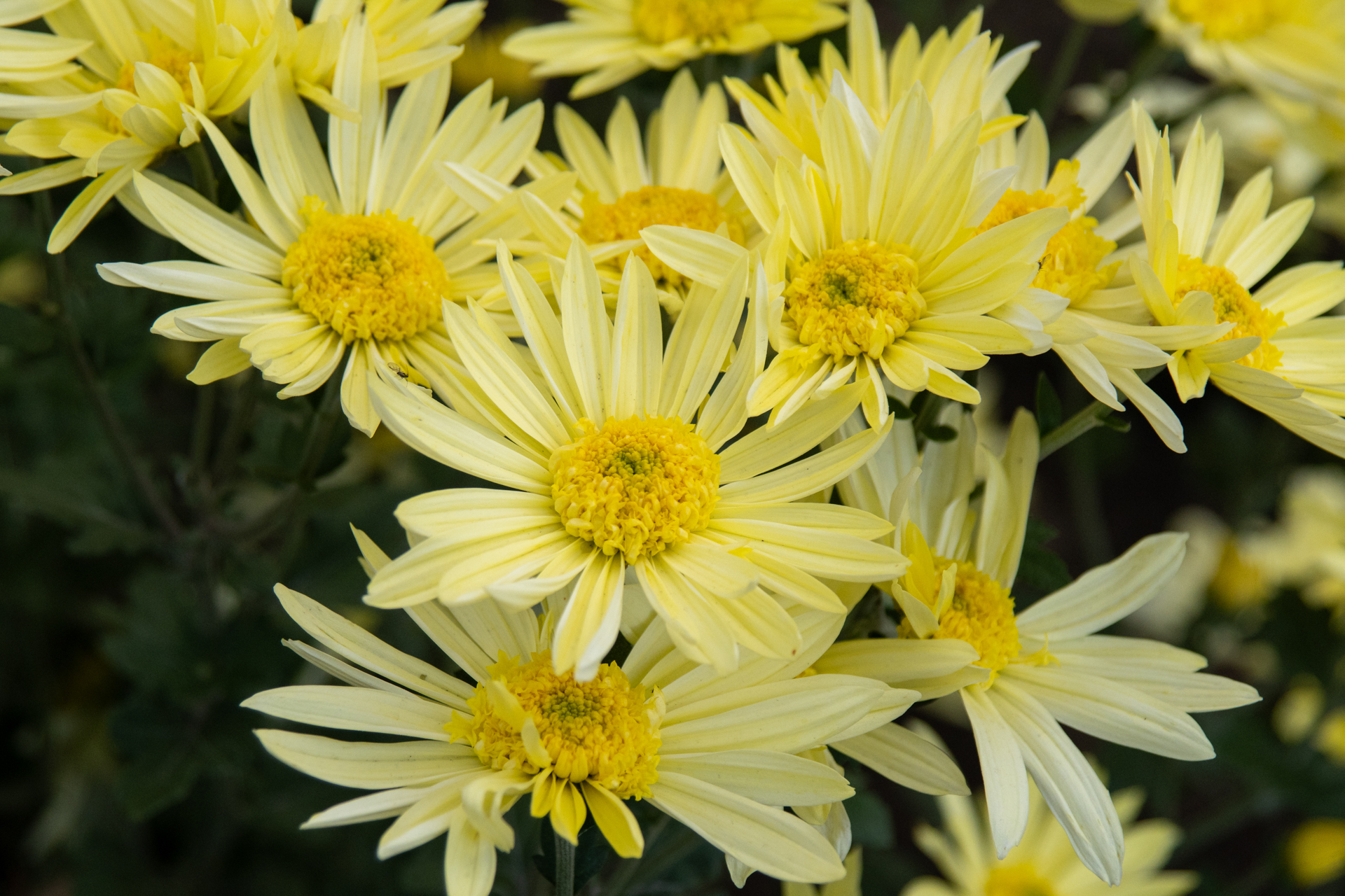 最至近距離、条件は薄暗い夕刻。線が太くはなるようですが、光をうまく拾い、性能はあまり落ちないことはわかります。<br><span class="fnt-85">PENTAX K-3 Mark III／smc PENTAX-FA 24-90mm F3.5-4.5 AL[IF]／90mm（139mm相当）／プログラムAE（1/500秒、F5.6、±0.0EV）／ISO 800</span>