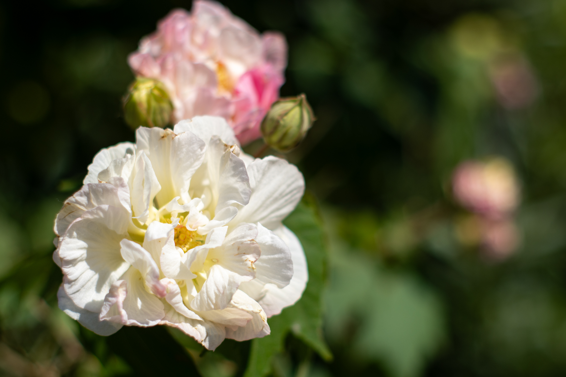 K-3 Mark IIIはAPS-Cフォーマットですが、ファインダーが大きく、明るく、切れ込みが良いので、MFレンズを装着しても周辺でもきっちりとフォーカシングできますからストレスにはなりません。最後発の一眼レフですから徹底してこだわっているわけですね。<br>PENTAX K-3 Mark III／SMC PENTAX 50mm F1.4／50mm（75mm相当）／絞り優先AE（1/6,400秒、F2.0）／ISO 100|@@