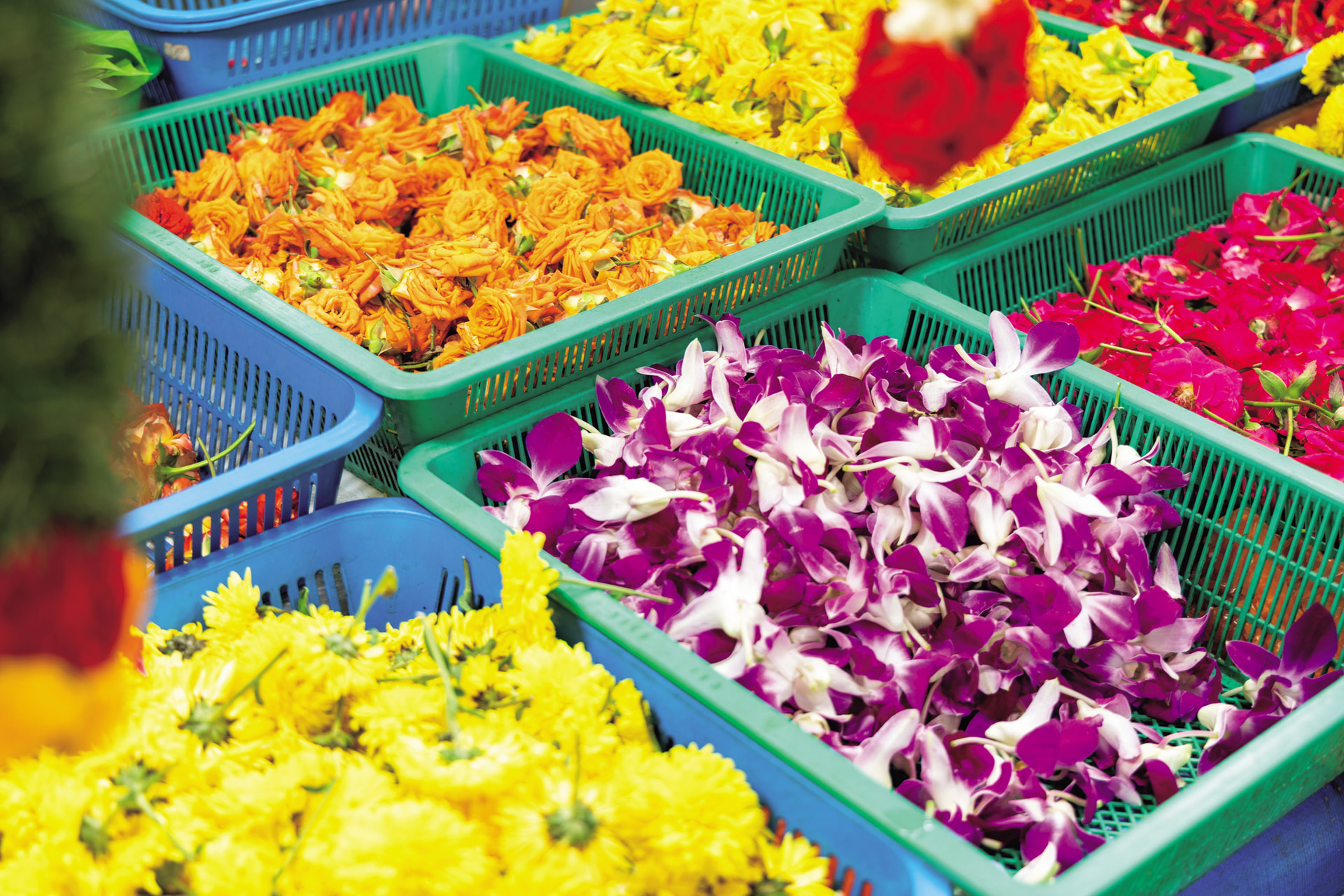 リトルインディアを歩いていると花が売られている店によく出合う。花で作られたお守りを前ボケにして撮影。南国らしい鮮やかな色彩がしっかりと表現されている<br><span class="fnt-85">キヤノン EOS R6 Mark III／RF24-105mm F4 L IS USM／56mm／マニュアル露出（F4、1/60秒）／ISO 100／WB：オート</span>