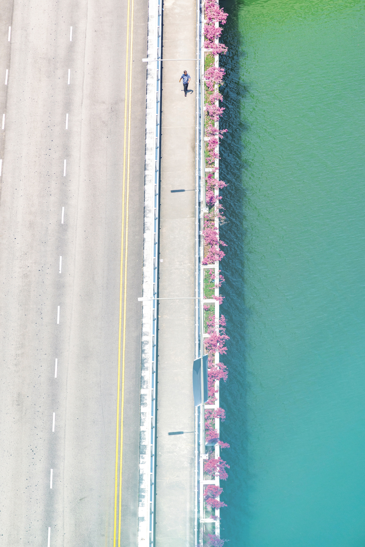 マリーナベイ・サンズの展望台から下を見るとピンクの花で区切られた海と道路の組み合わせが目に入った。400mmの手持ち撮影で人が通りかかるタイミングを待った<br><span class="fnt-85">キヤノン EOS R6 Mark III／RF100-400mm F5.6-8 IS USM／400mm／マニュアル露出（F10、1/200秒）／ISO 200／WB：オート</span>