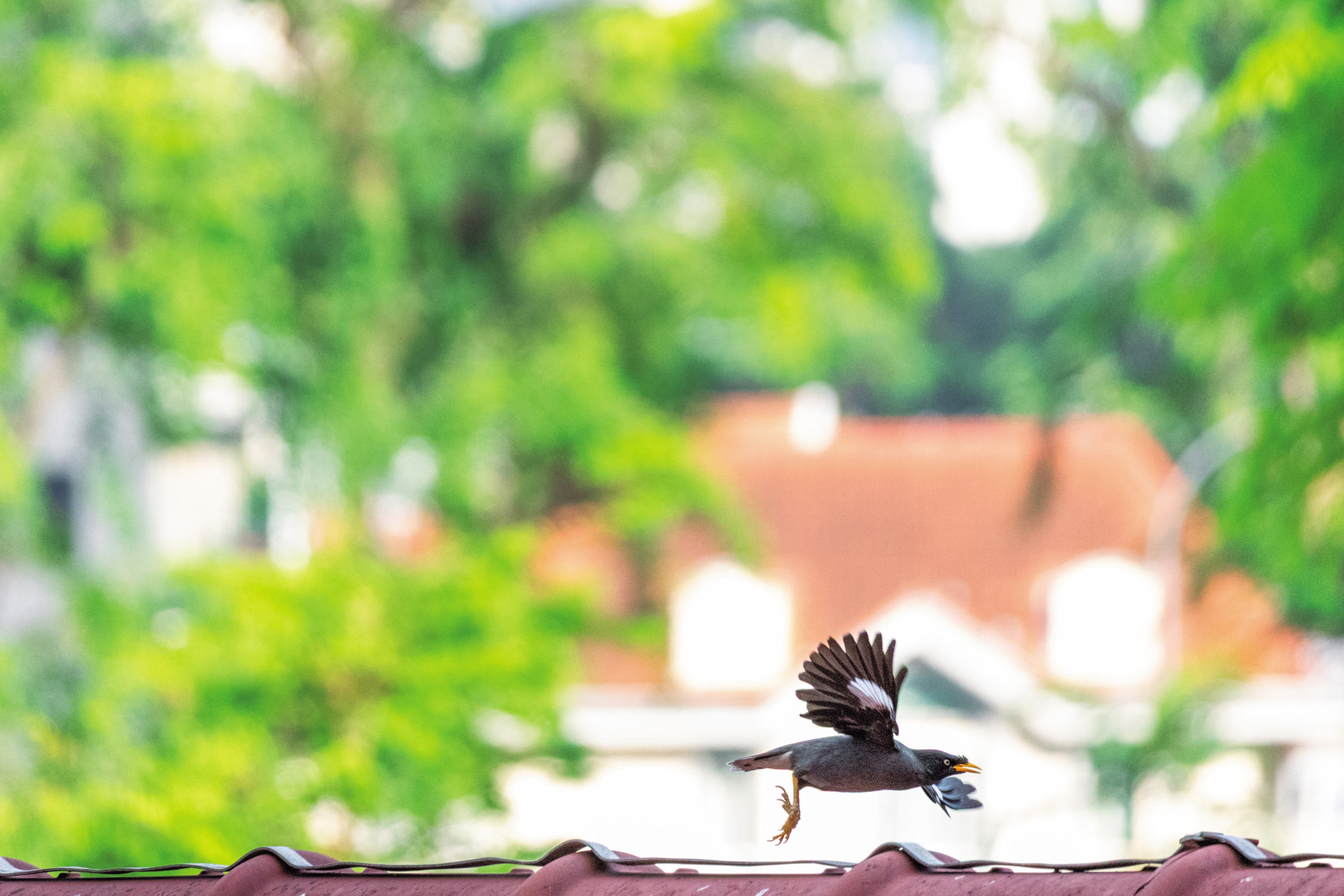 ジャワハッカはシンガポールの街中でよく見かける。とにかく動きが速く、撮影するのが難しい。約40コマ/秒（電子シャッター）の高速連写性能のおかげで飛び立った瞬間を捉えることができた<br><span class="fnt-85">キヤノン EOS R6 Mark III／RF100-400mm F5.6-8 IS USM／400mm／マニュアル露出（F8、1/2,500秒）／ISO 8000／WB：オート</span>